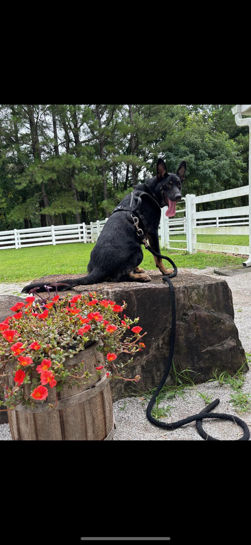 Gracie photo 3