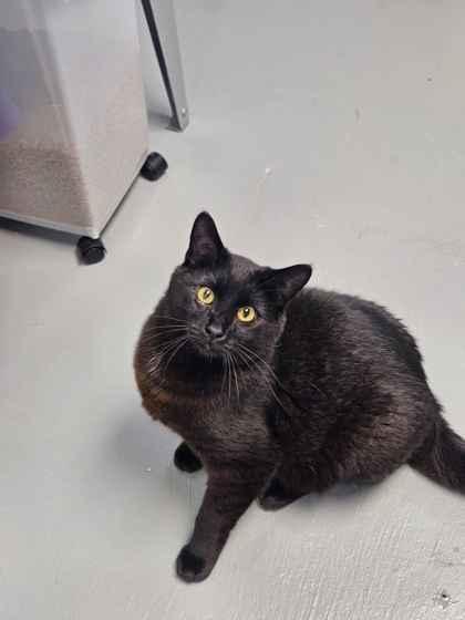 Left Eye, Adoptable, Adult Male Domestic Short Hair & Domestic Short Hair.