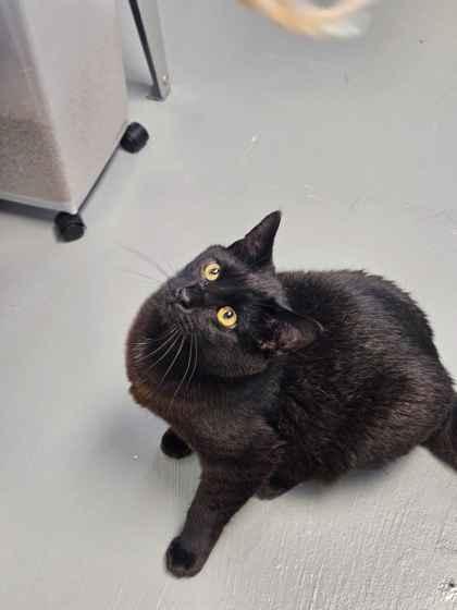 Enlarge Left Eye, a Adoptable mixed breed in Mount Pleasant, IA image 2/2