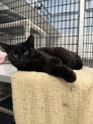 Left Eye, Adoptable, Adult Male Domestic Short Hair & Domestic Short Hair.