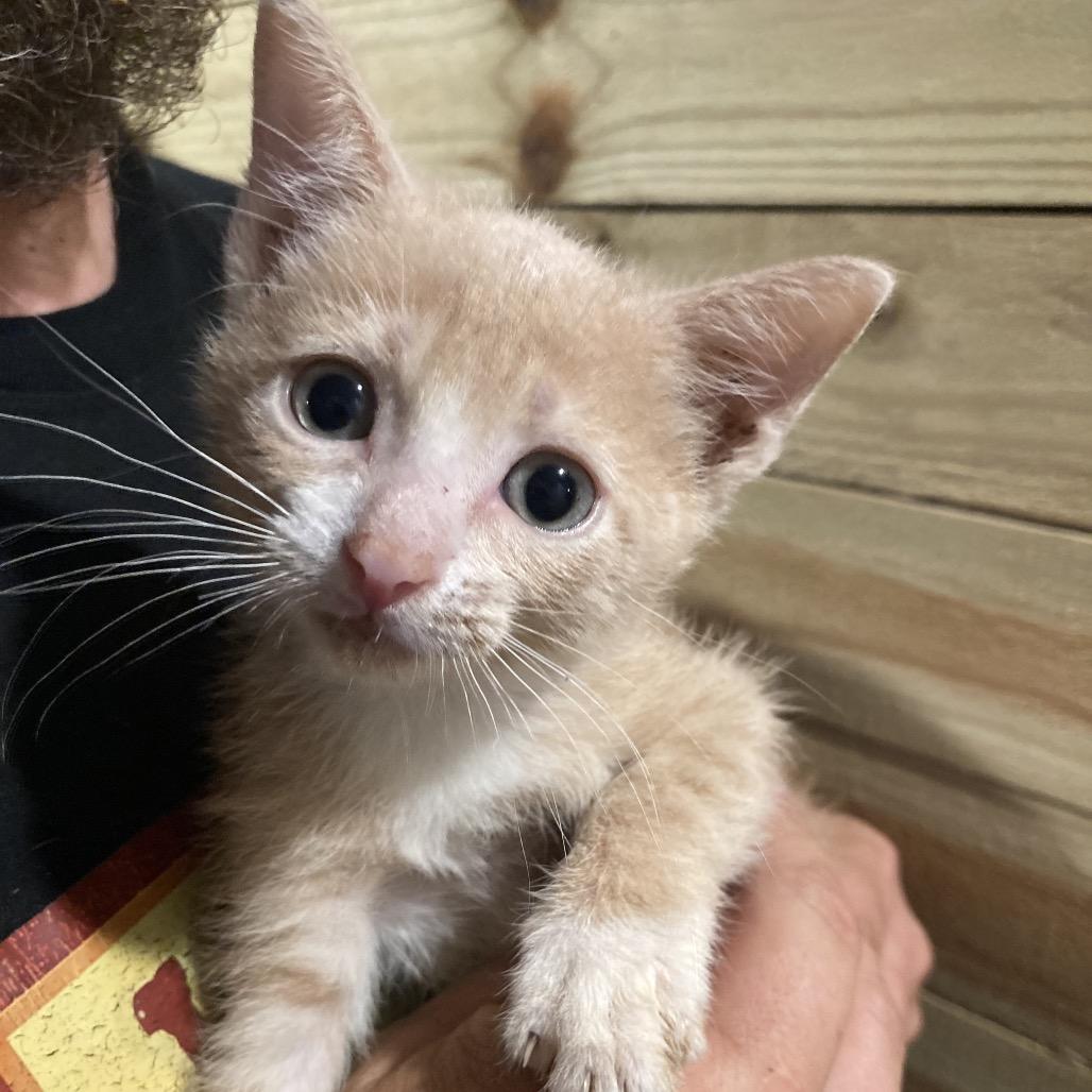 Disco Dyal-EC, Adoptable, Kitten Male Domestic Short Hair.