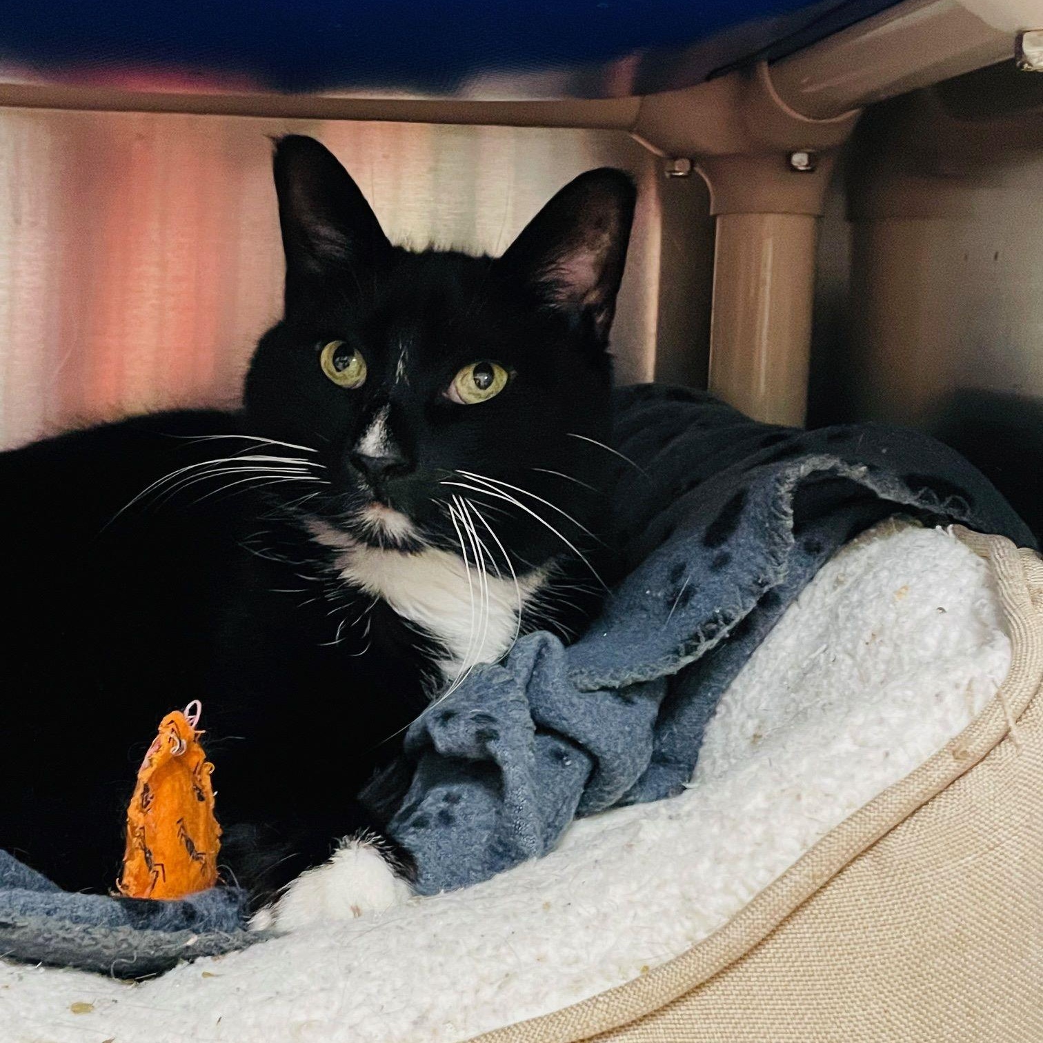 Mickey, a Adoptable Domestic Short Hair in Alliston, ON image 4/5