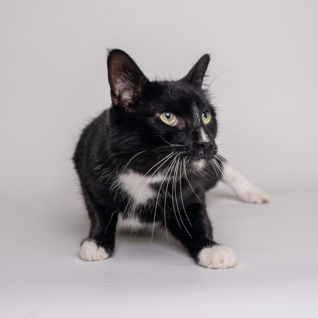Mickey, Adult Male unknown