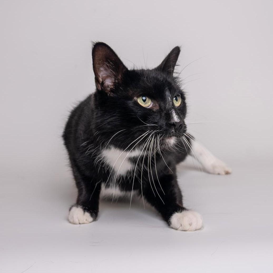 Mickey, a Adoptable Domestic Short Hair in Alliston, ON image 2/5