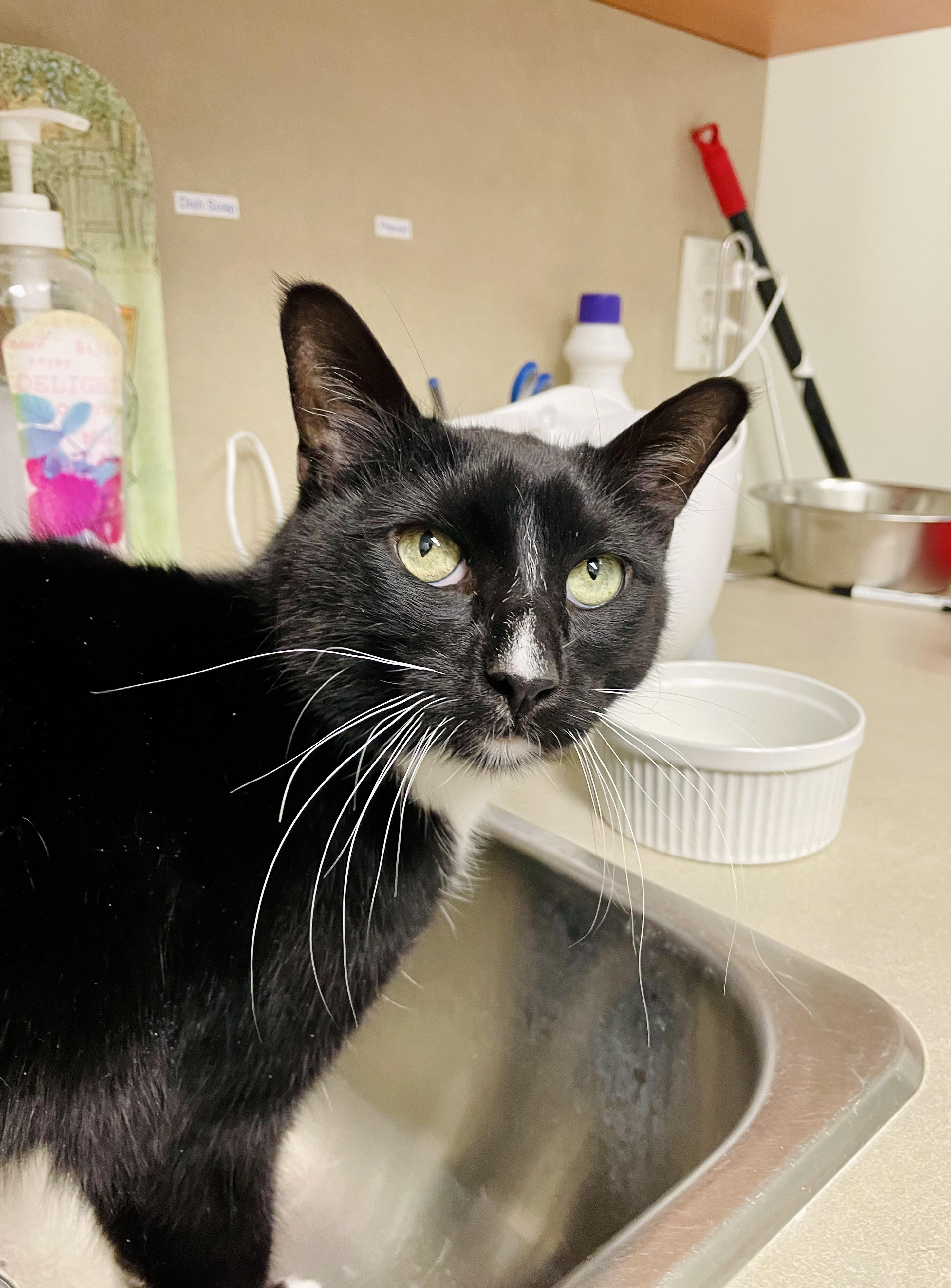 Mickey, Adoptable, Adult Male Domestic Short Hair.