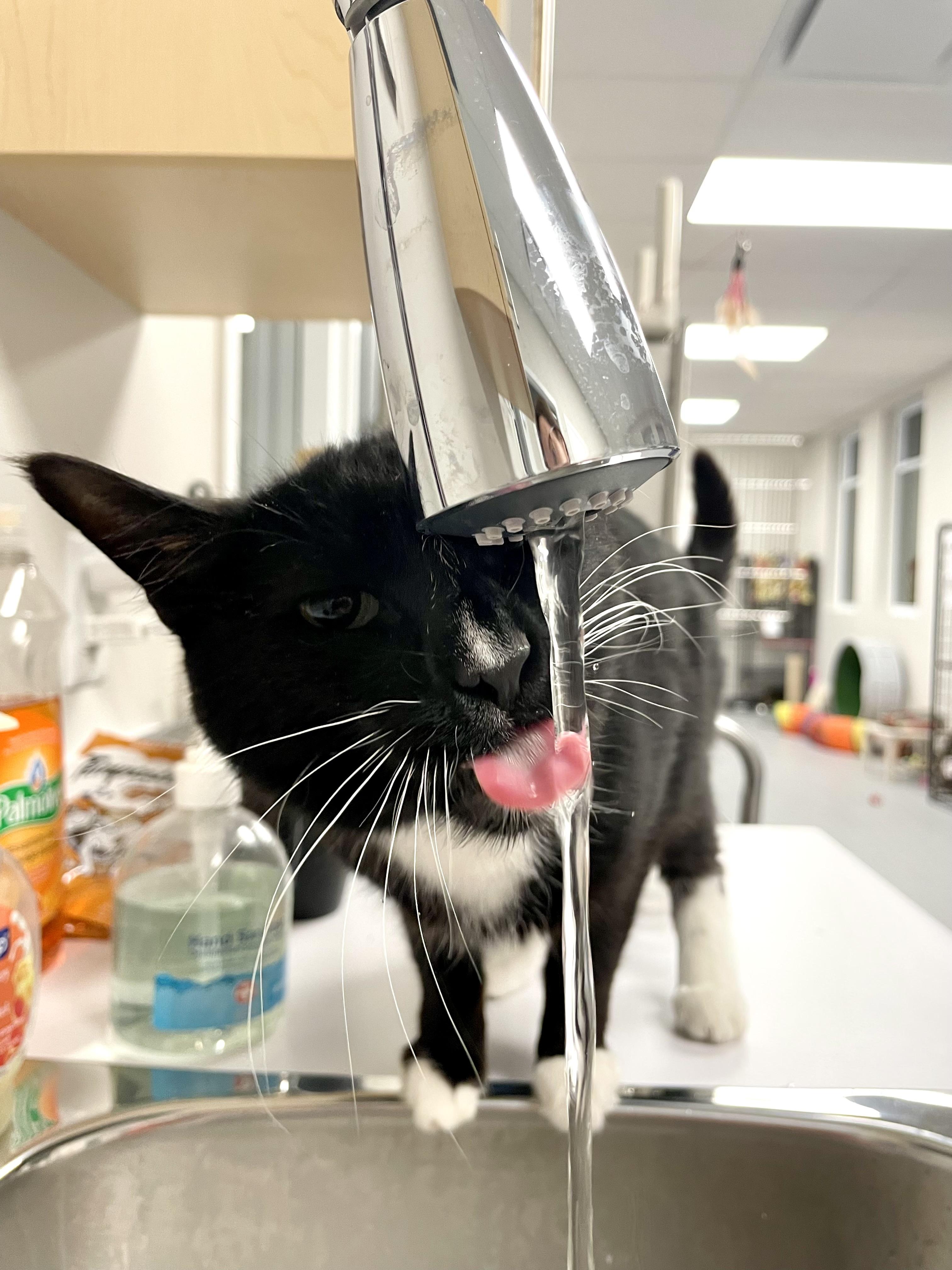 Enlarge Mickey, an adopted Domestic Short Hair in Everett, ON image 2/6