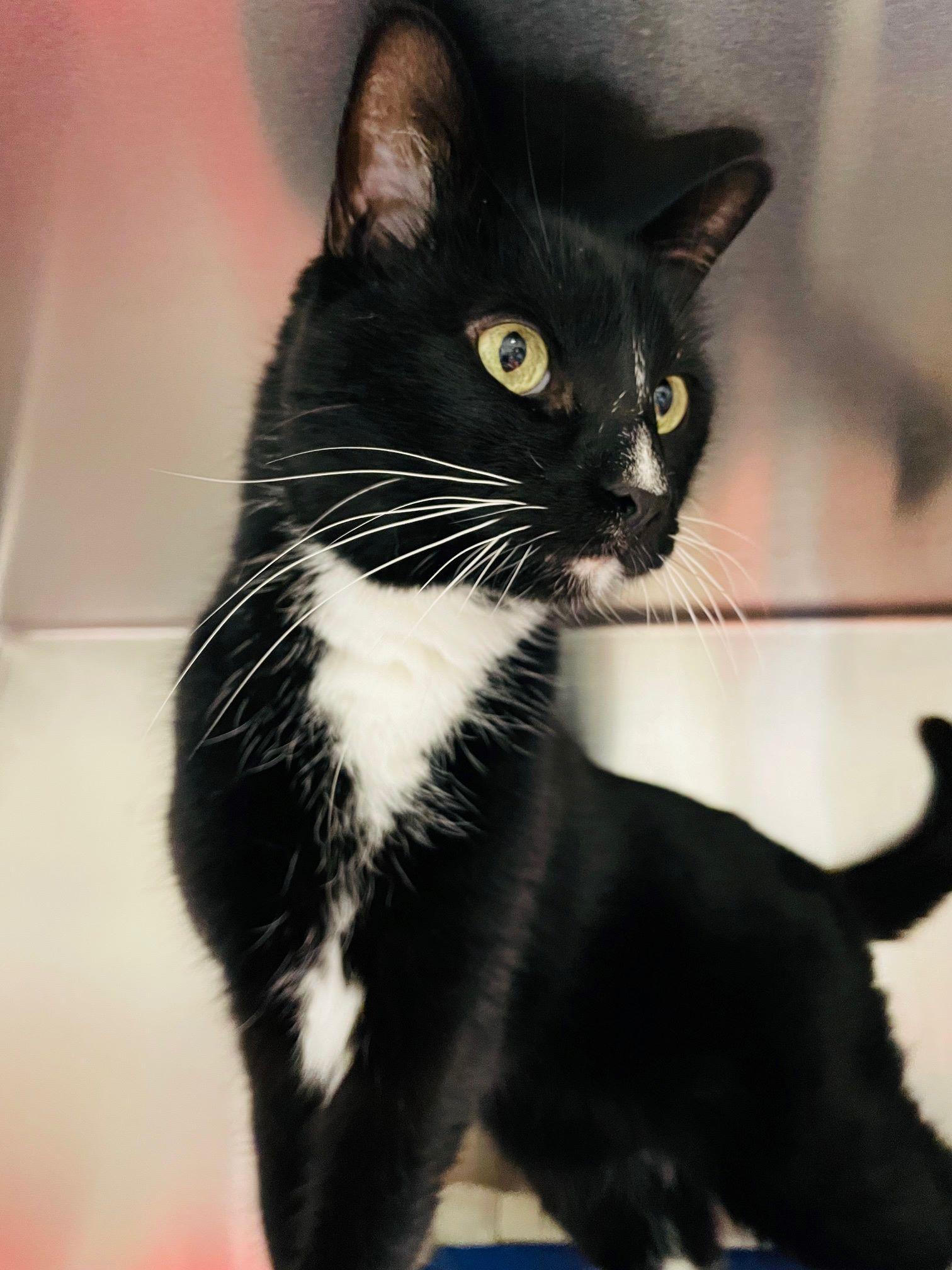 Mickey, a Adoptable Domestic Short Hair in Alliston, ON image 5/5