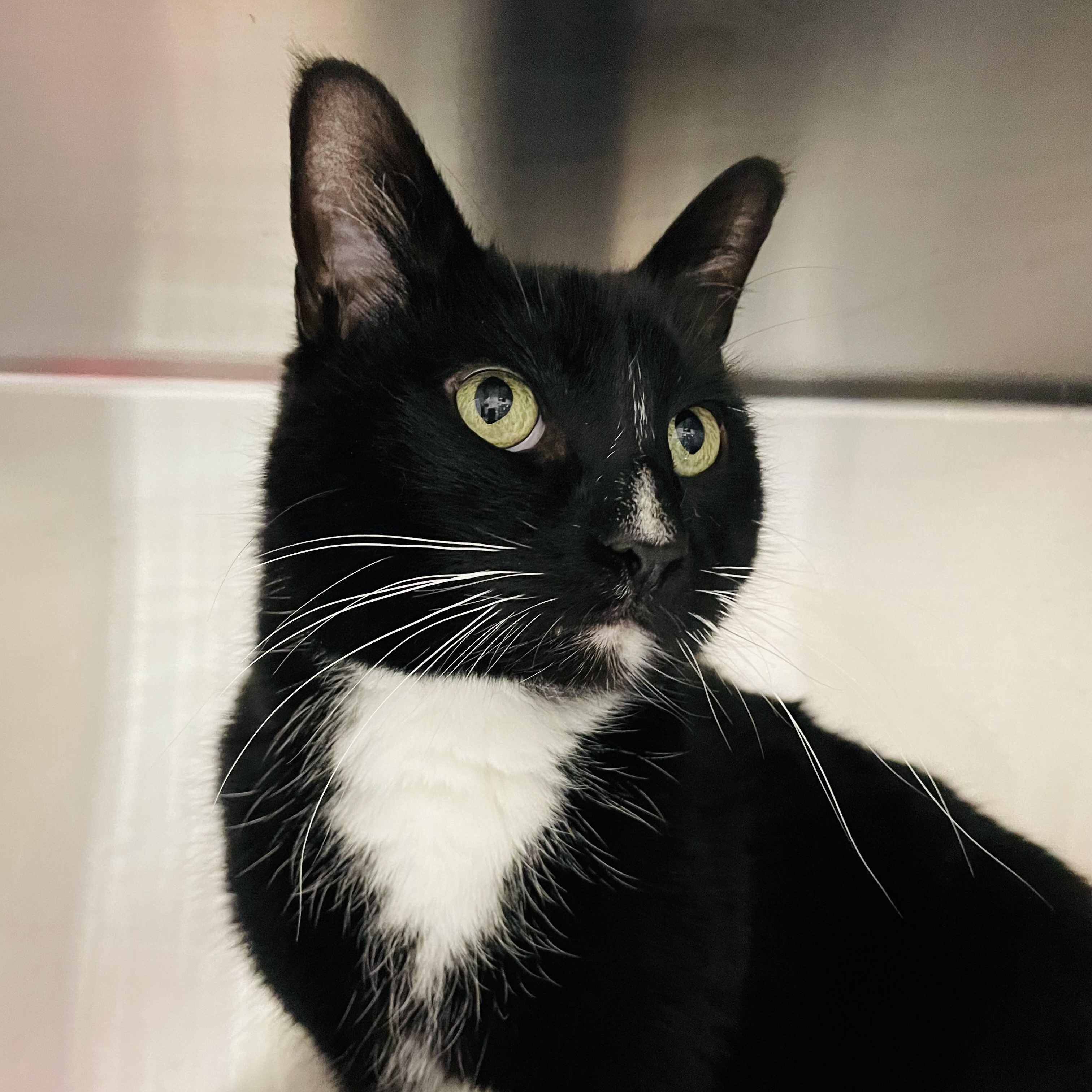 Mickey, Adoptable, Adult Male Domestic Short Hair.