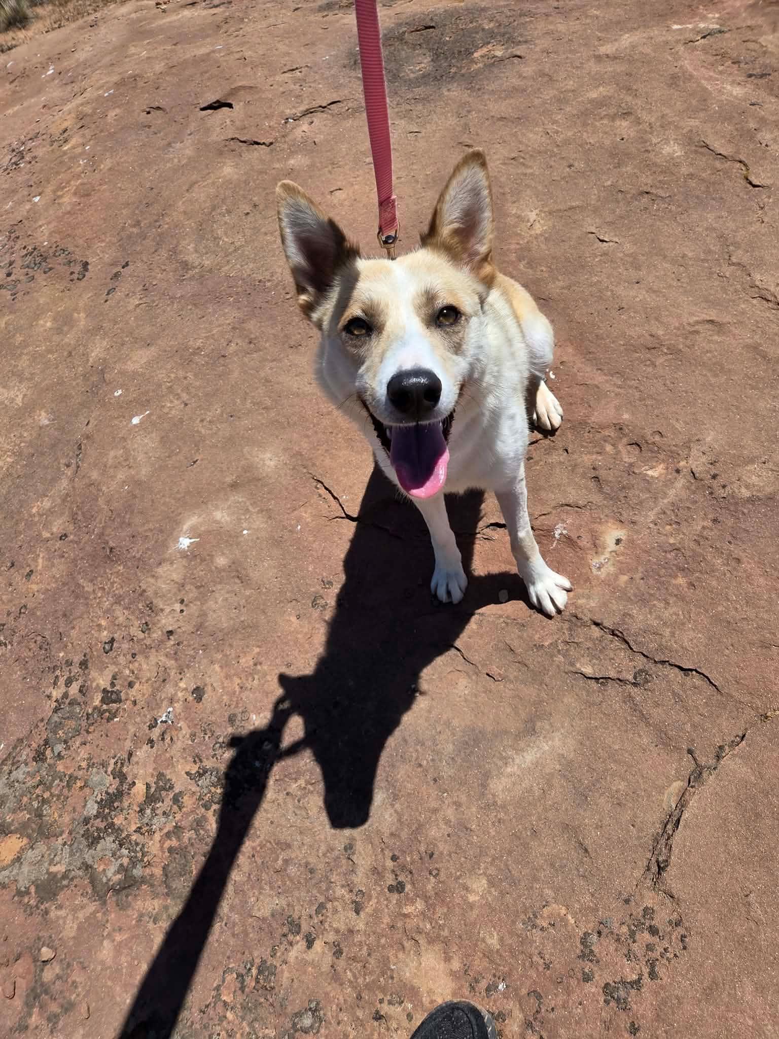 Aspen, a ADOPTABLE mixed breed in Roosevelt, UT image 1/3