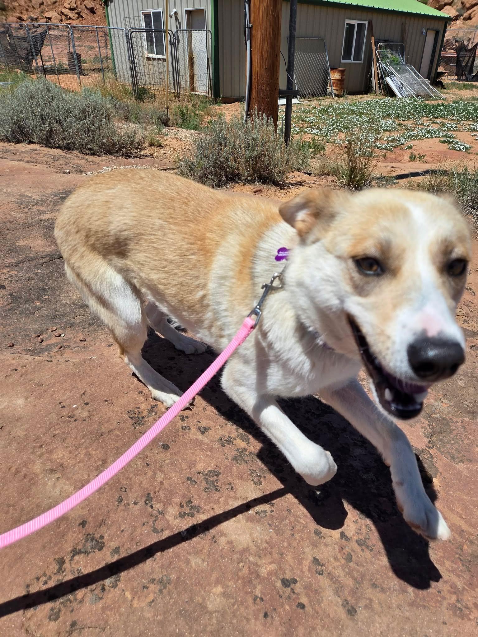 Aspen, a ADOPTABLE mixed breed in Roosevelt, UT image 3/3