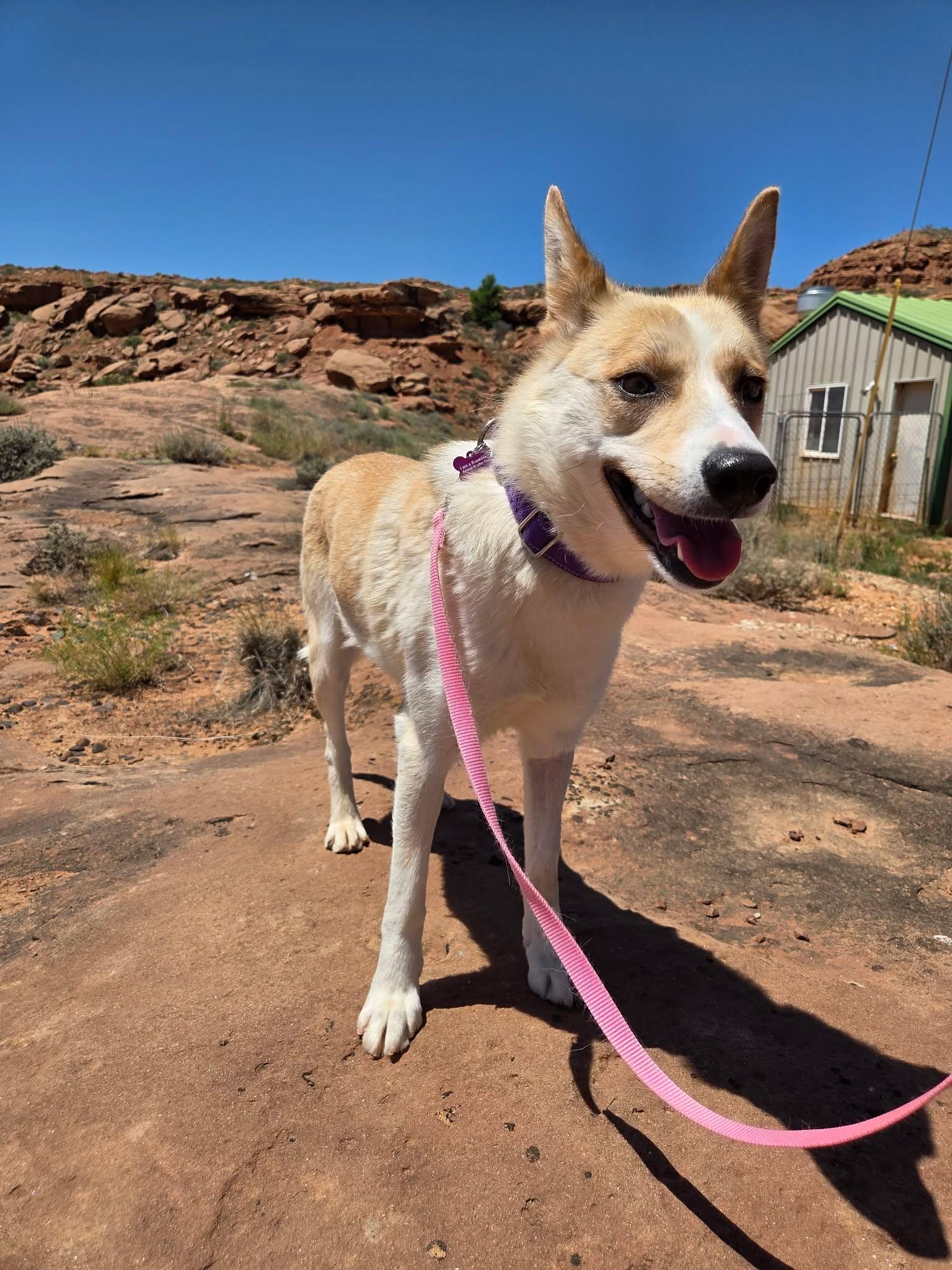 Aspen, a ADOPTABLE mixed breed in Roosevelt, UT image 2/3