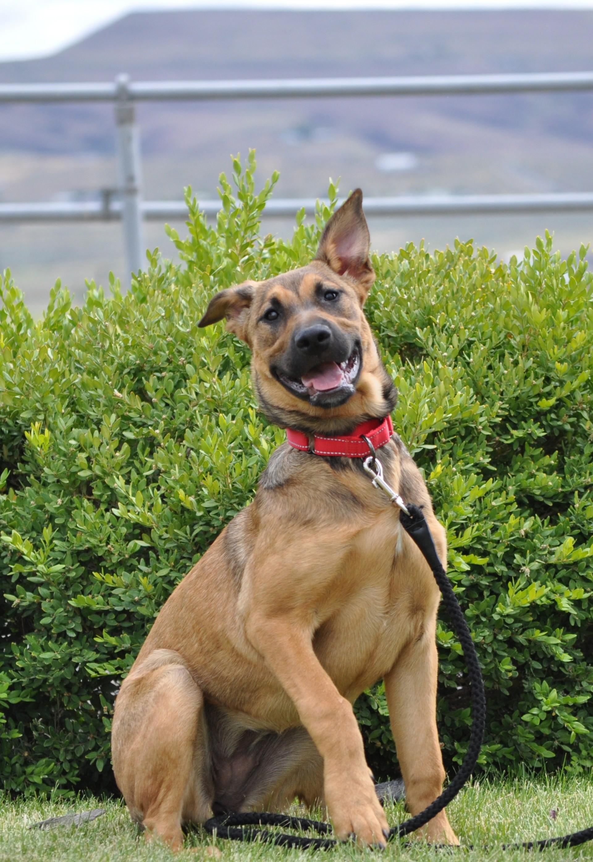 Iris, Young Female Rottweiler