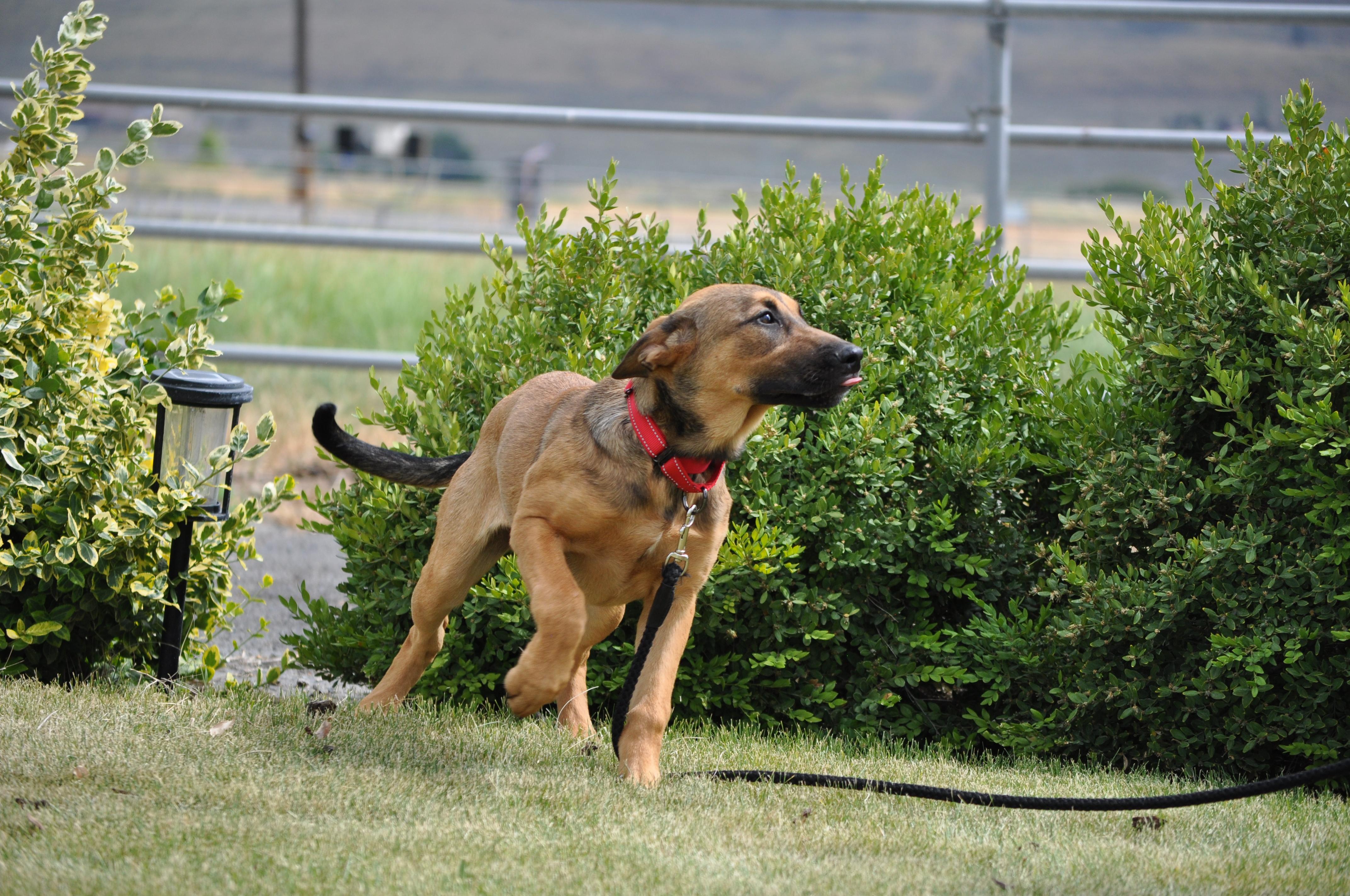 Iris photo 5
