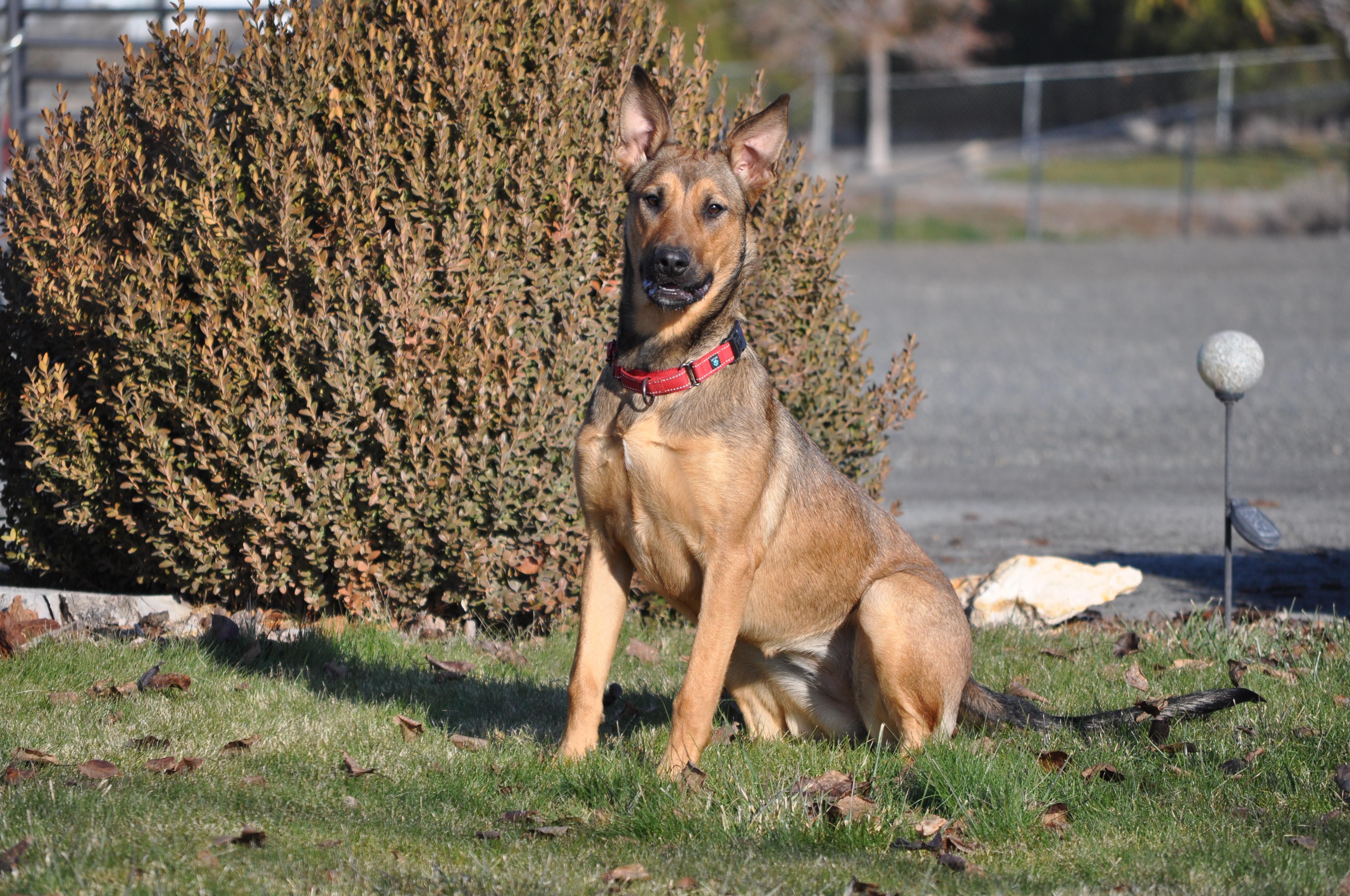 Iris, Adoptable, Young Female Shepherd & Mixed Breed.