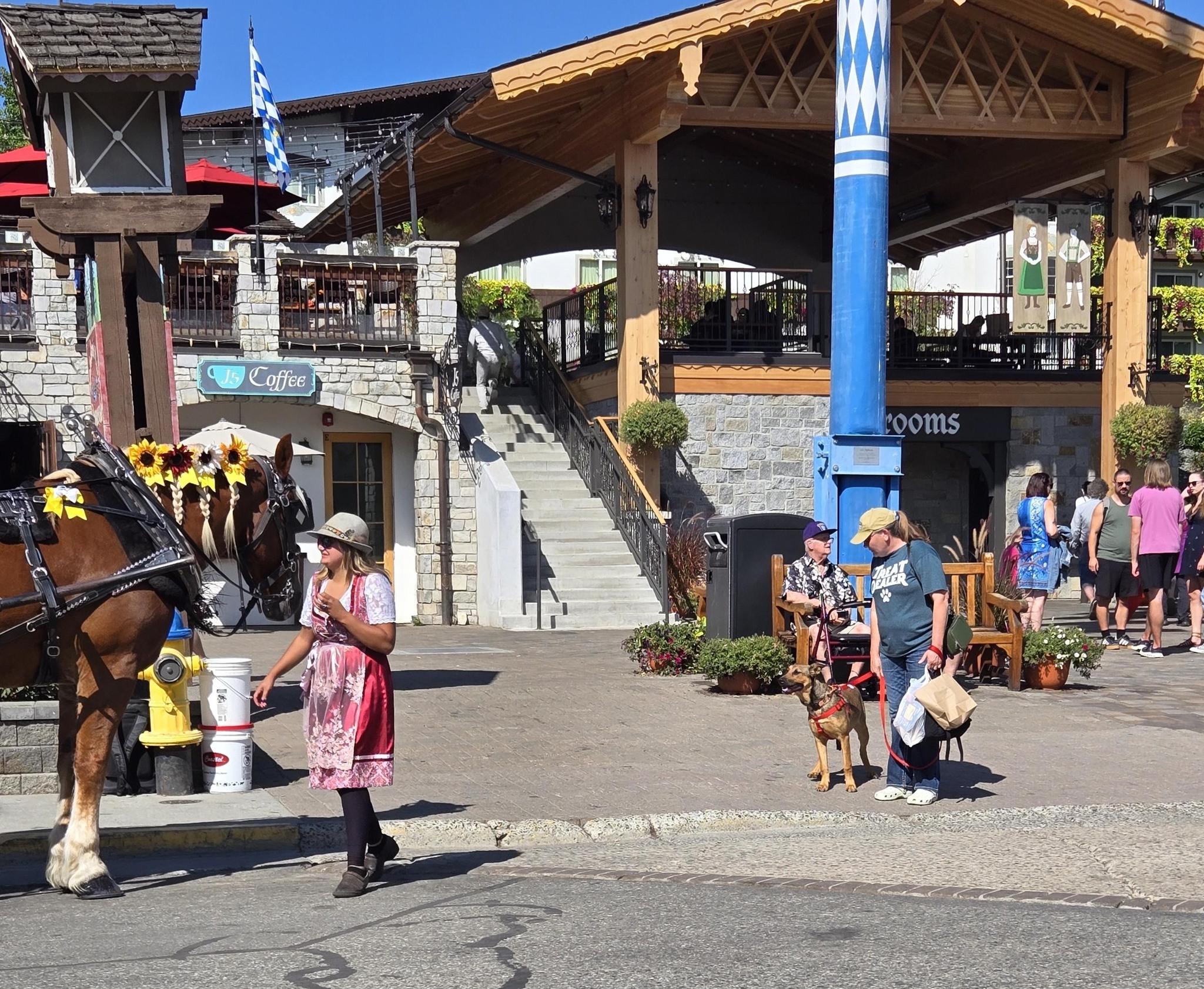 Iris, an adoptable Shepherd, Mixed Breed in Union Gap, WA, 98903 | Photo Image 5