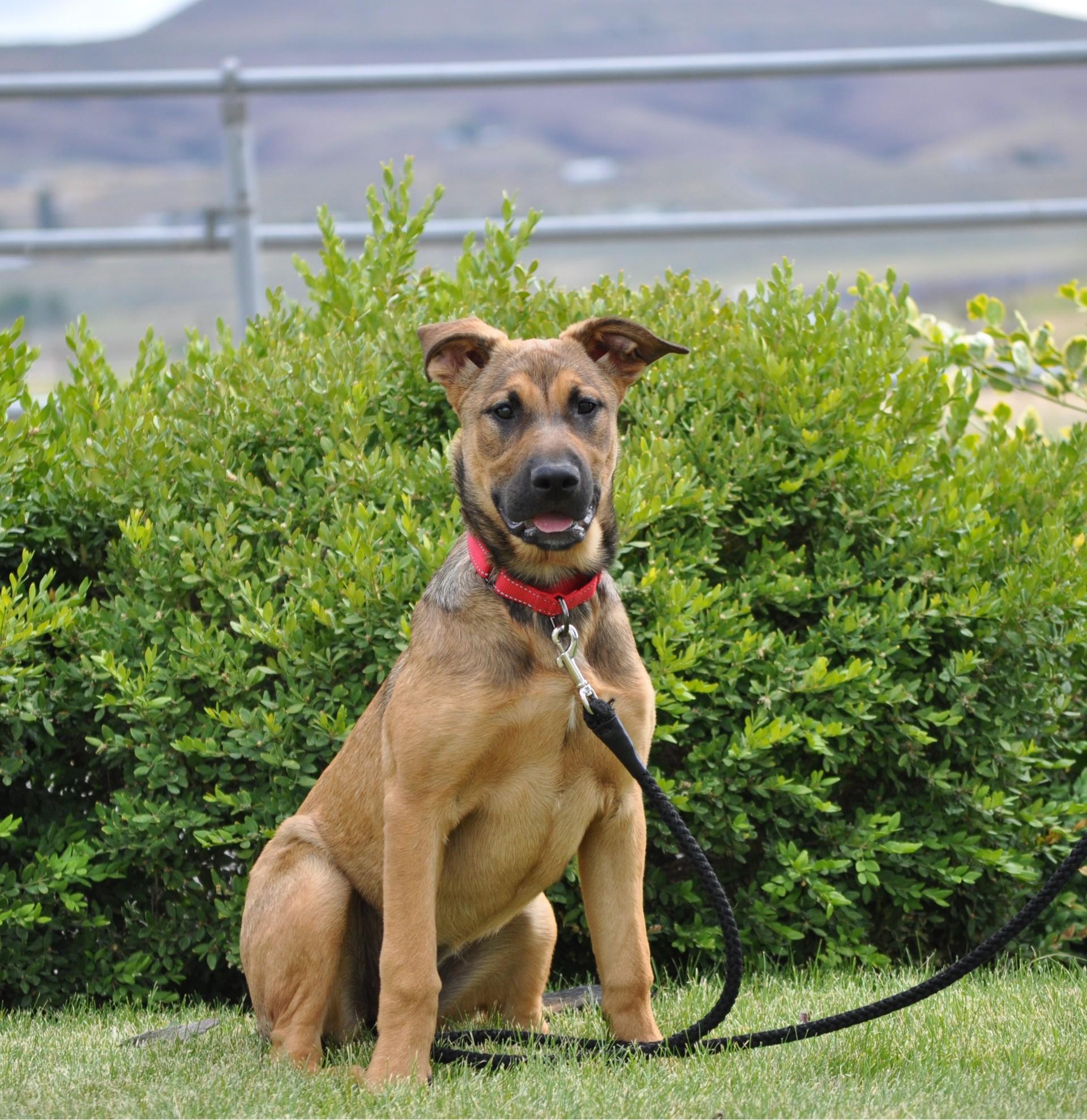 Iris, an adoptable Shepherd, Mixed Breed in Union Gap, WA, 98903 | Photo Image 3
