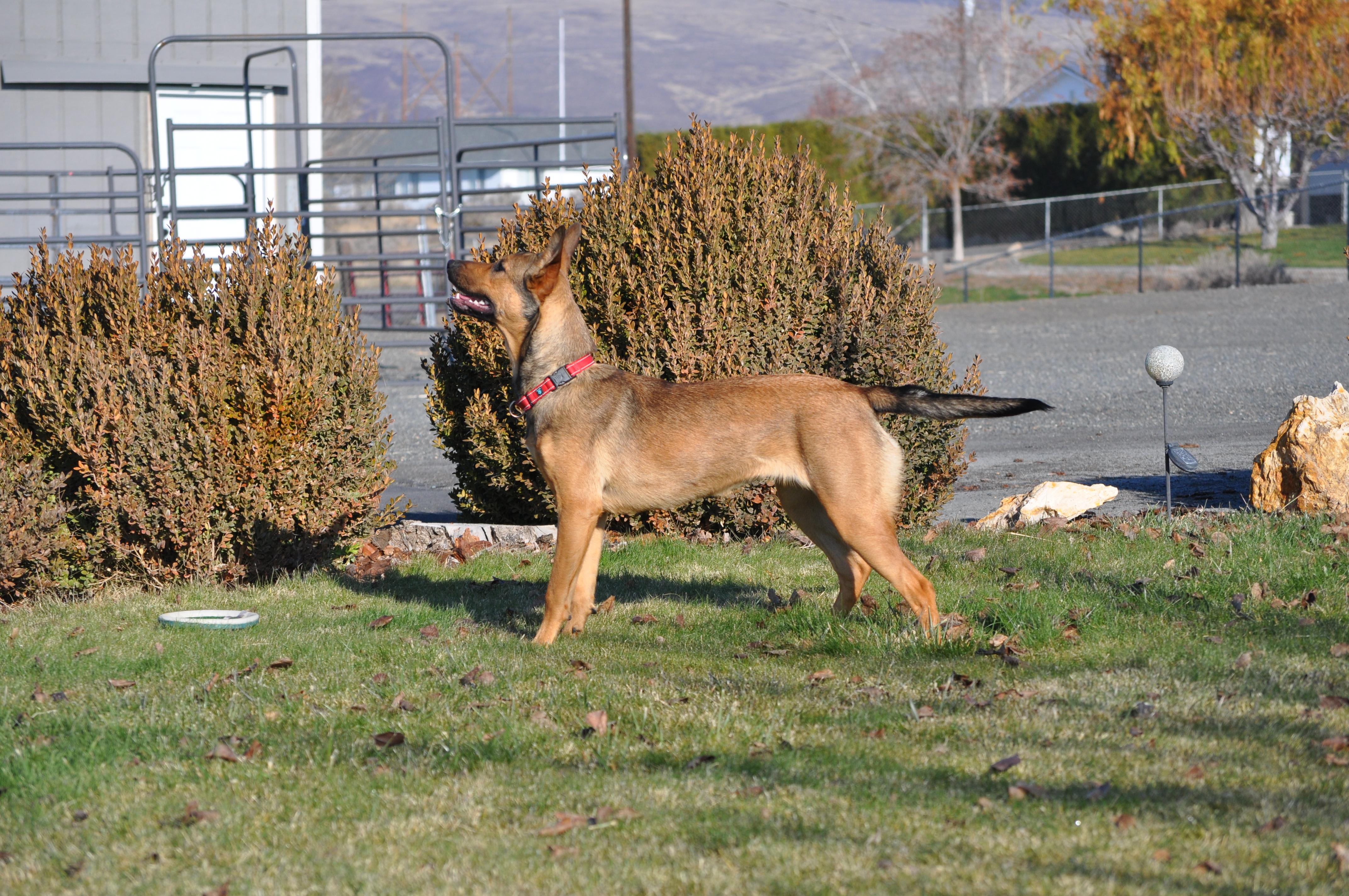 Iris, a Adoptable mixed breed in Union Gap, WA image 2/5
