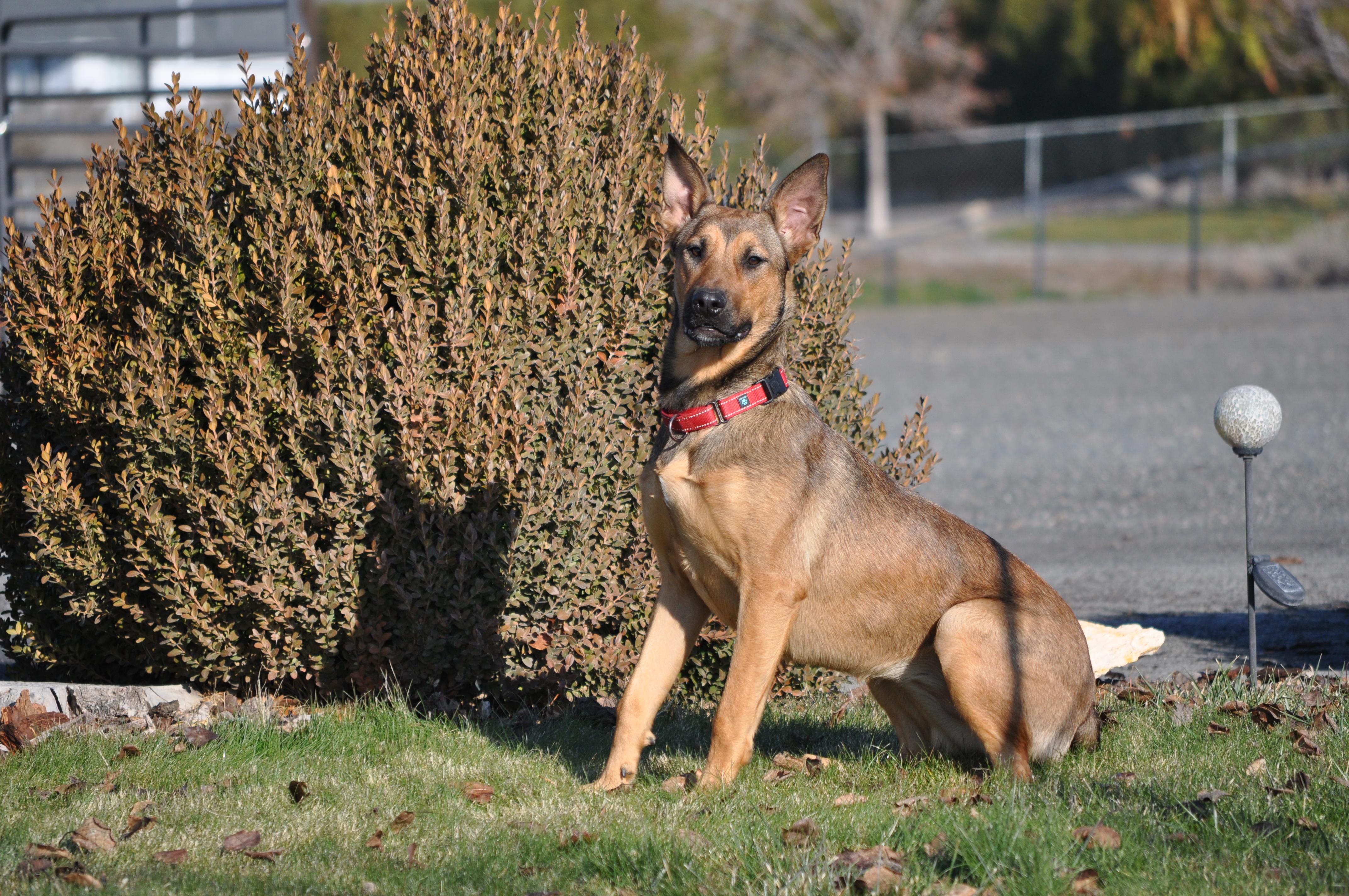Iris, a Adoptable mixed breed in Union Gap, WA image 3/5