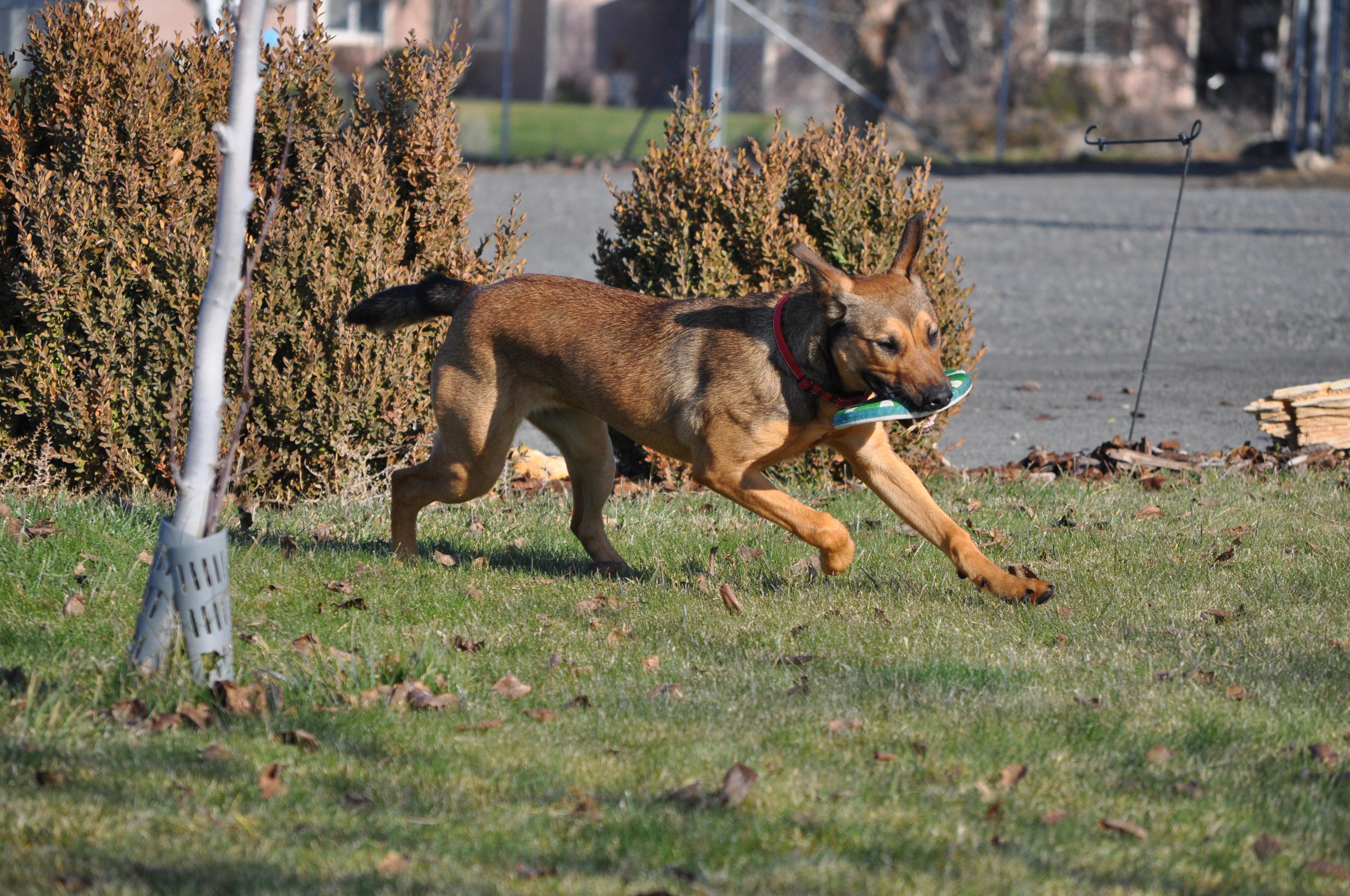Iris, a Adoptable mixed breed in Union Gap, WA image 4/5