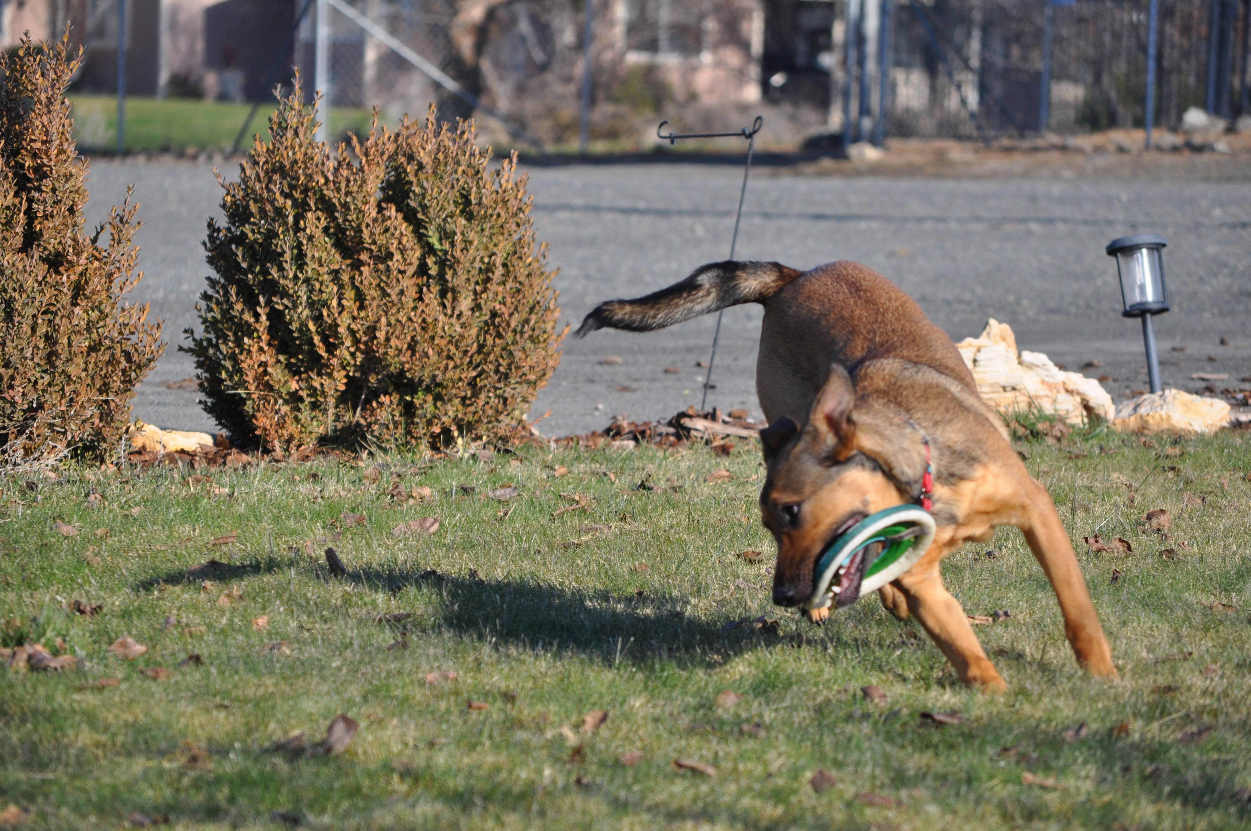 Iris, a Adoptable mixed breed in Union Gap, WA image 5/5