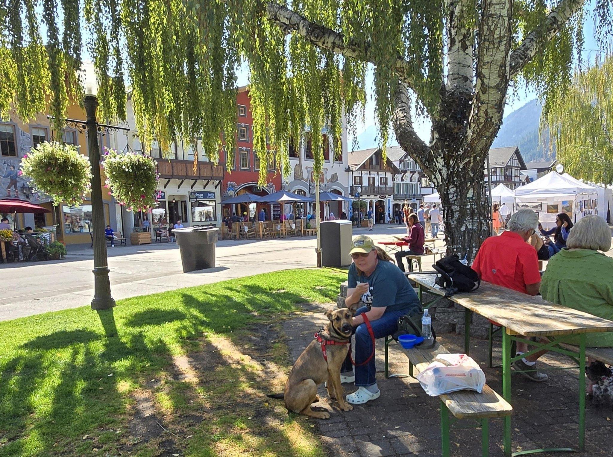 Iris, an adoptable Shepherd, Mixed Breed in Union Gap, WA, 98903 | Photo Image 1