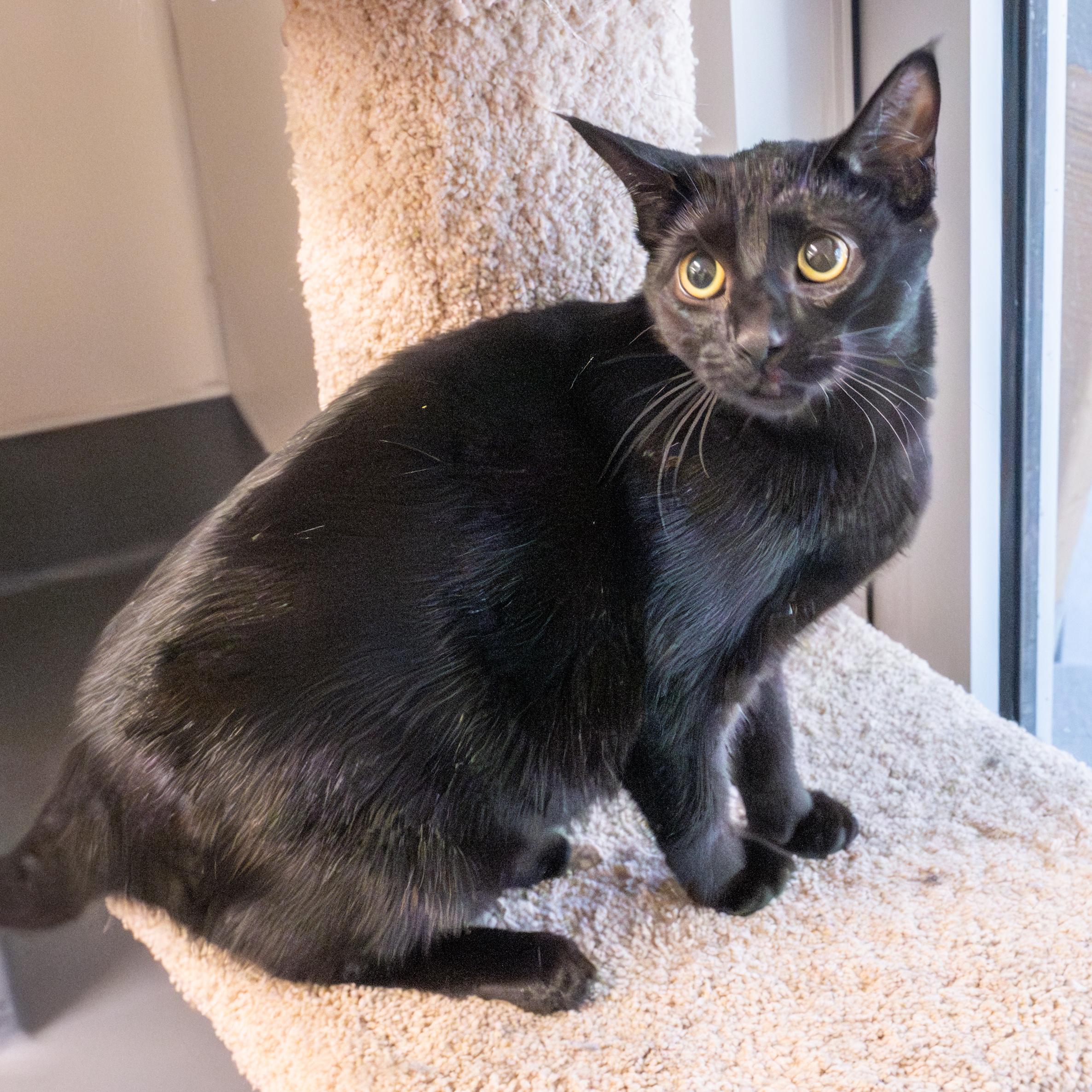 Enlarge Zac, a Adoptable Domestic Short Hair in Hilton Head Island, SC image 1/1