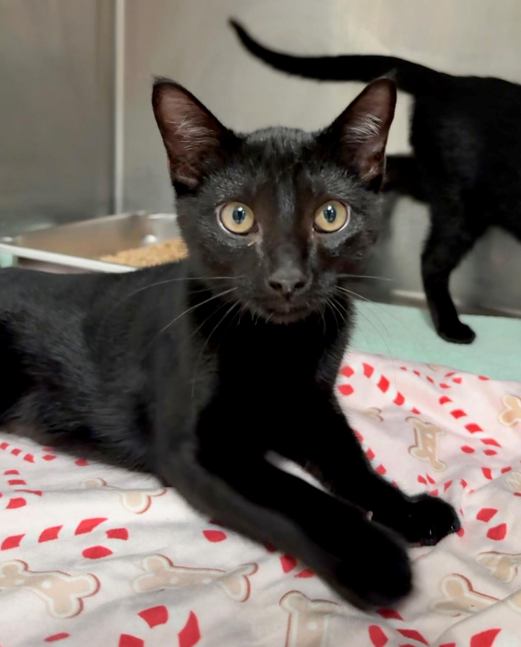 Enlarge Zac, a Adoptable Domestic Short Hair in Hilton Head Island, SC image 1/1