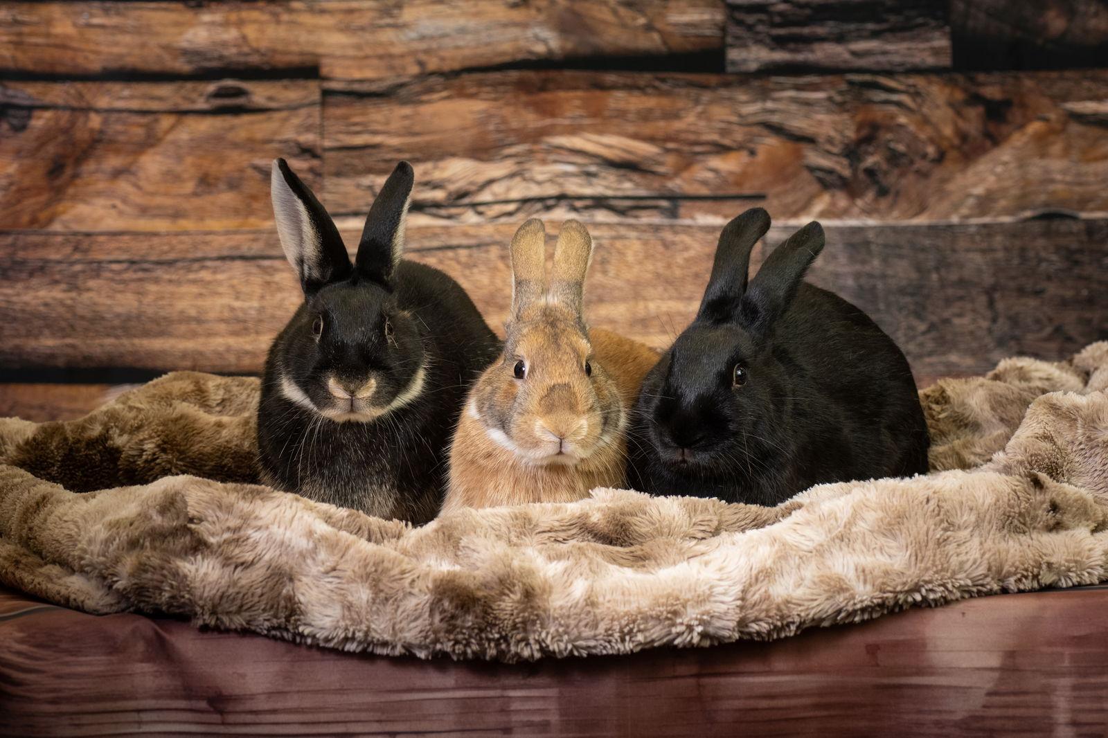 Enlarge Poly, a Adoptable American in Antioch, CA image 1/3