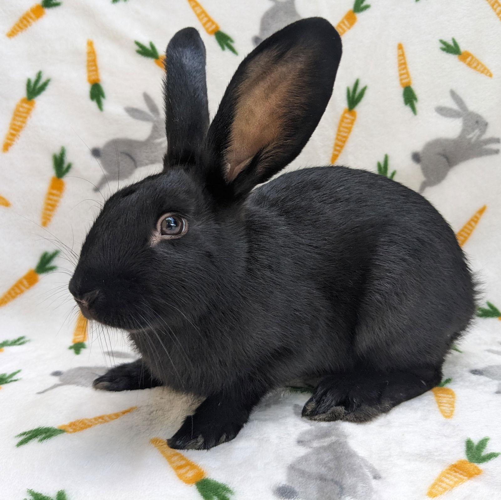 Enlarge Poly, a Adoptable American in Antioch, CA image 3/3