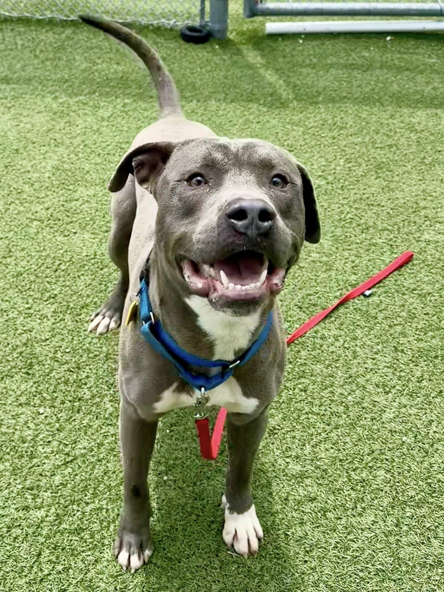 Stormy, Young Male Pit Bull Terrier