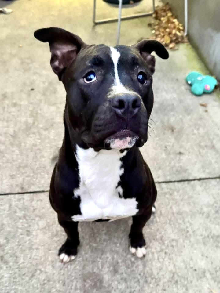 Fredo, ADOPTABLE, Adult Male Pit Bull Terrier.