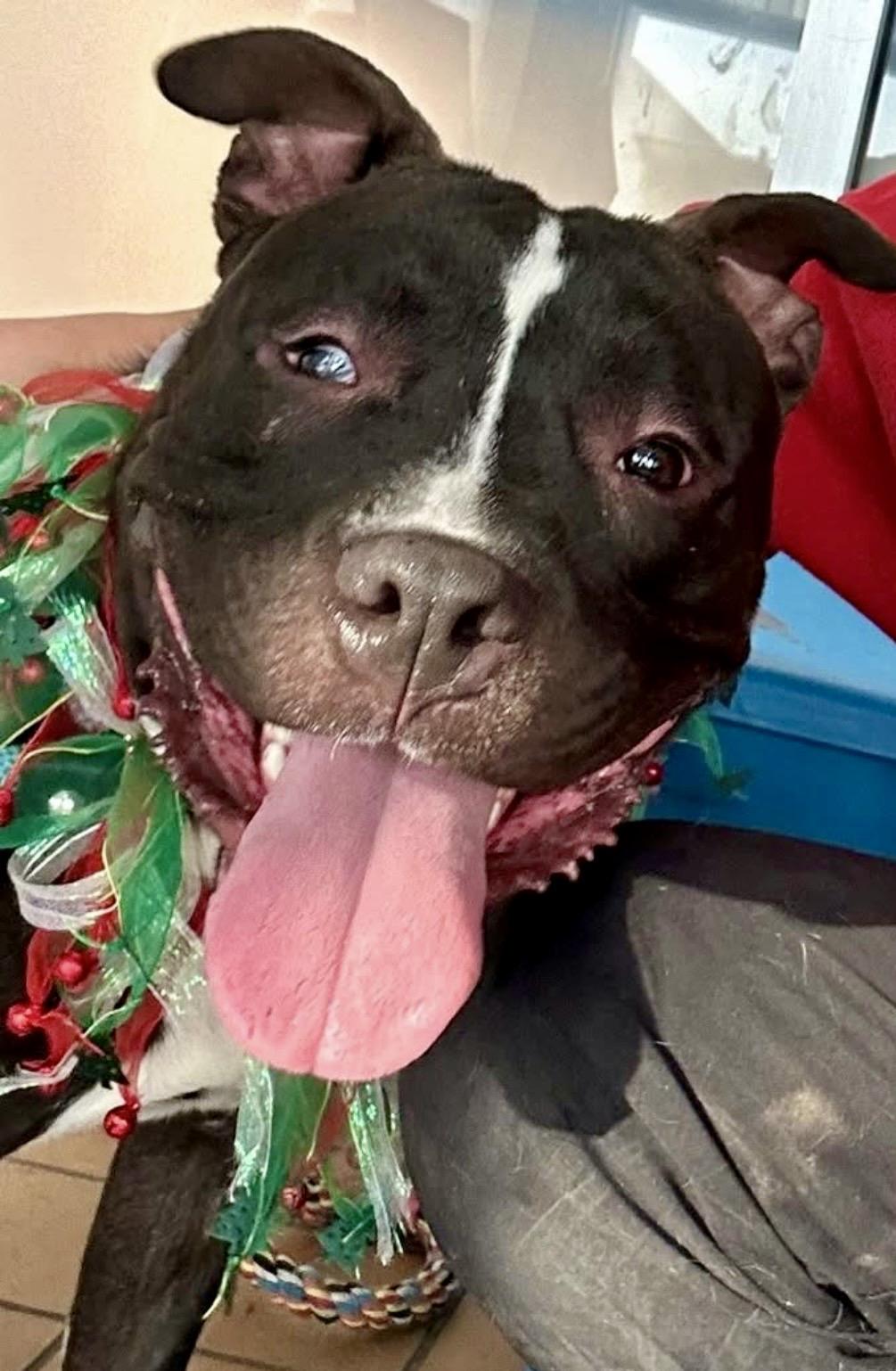 Fredo, ADOPTABLE, Adult Male Pit Bull Terrier.