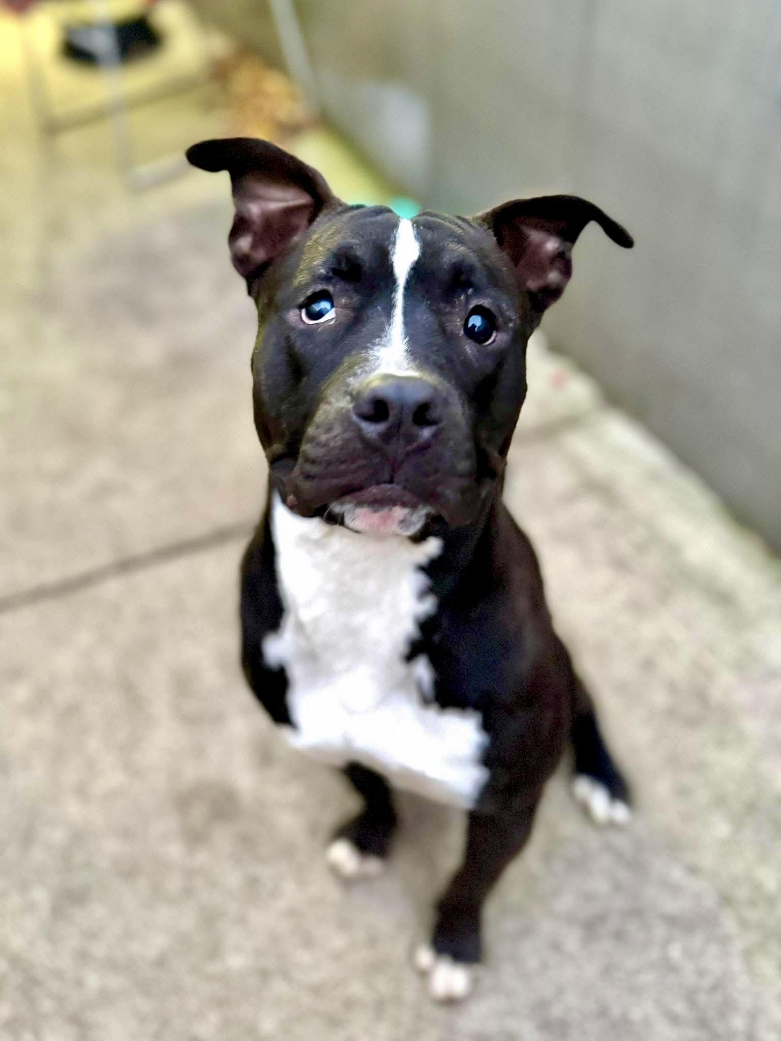 Enlarge Fredo, a ADOPTABLE Pit Bull Terrier in Chicago, IL image 2/5