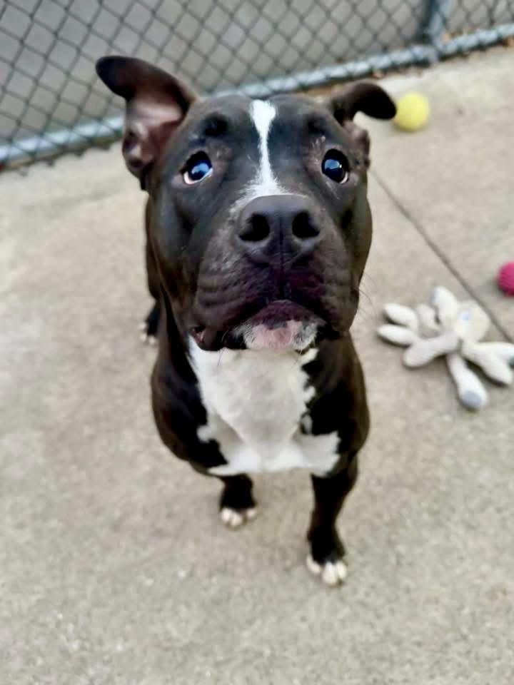 Enlarge Fredo, a ADOPTABLE Pit Bull Terrier in Chicago, IL image 3/5