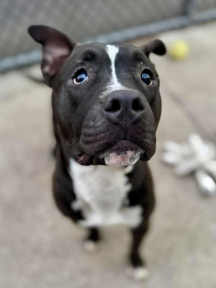 Enlarge Fredo, a ADOPTABLE Pit Bull Terrier in Chicago, IL image 4/5