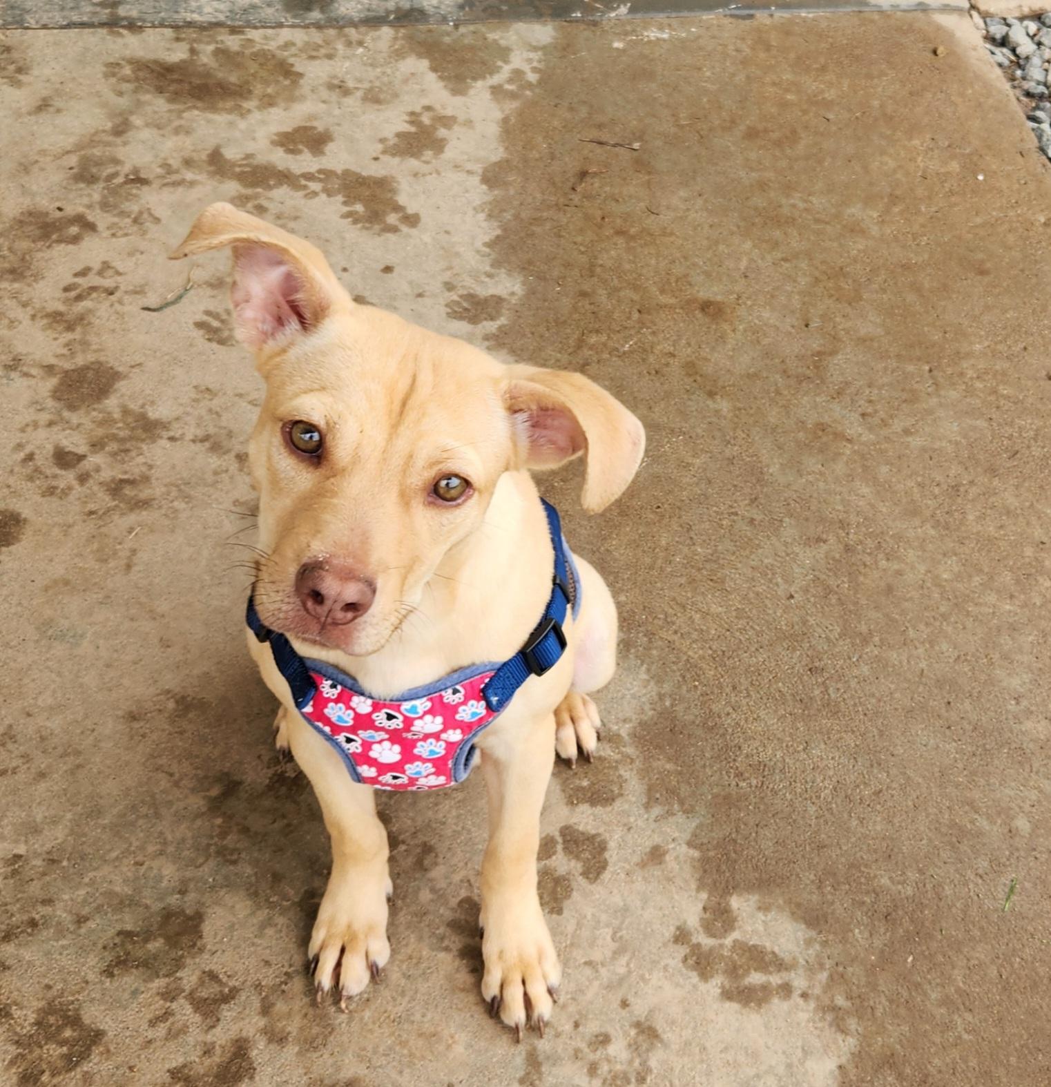 Enlarge Nala, a ADOPTABLE mixed breed in Siloam Springs, AR image 2/4