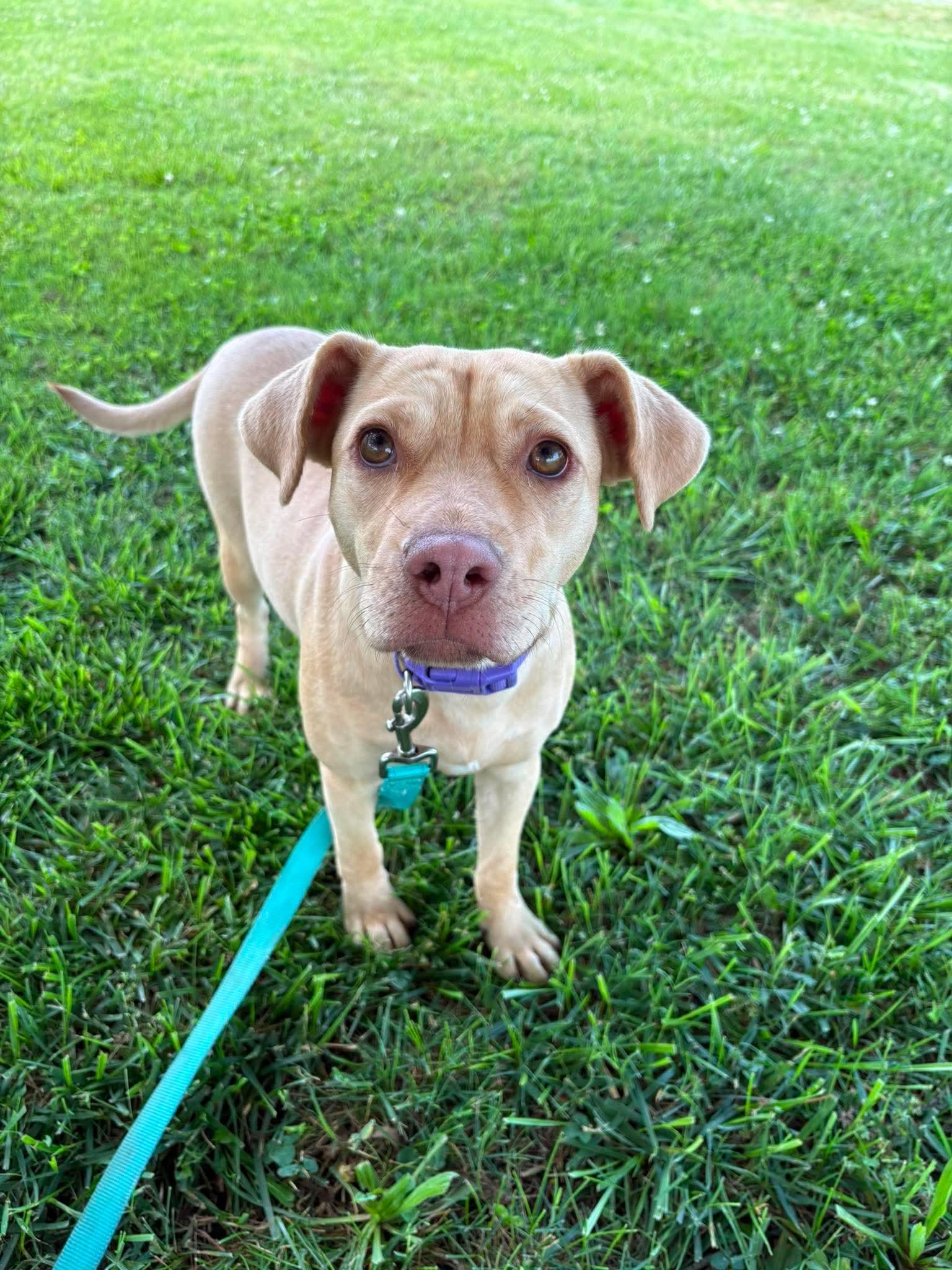 Nala, an adoptable mixed breed in Siloam Springs, AR image 6/6