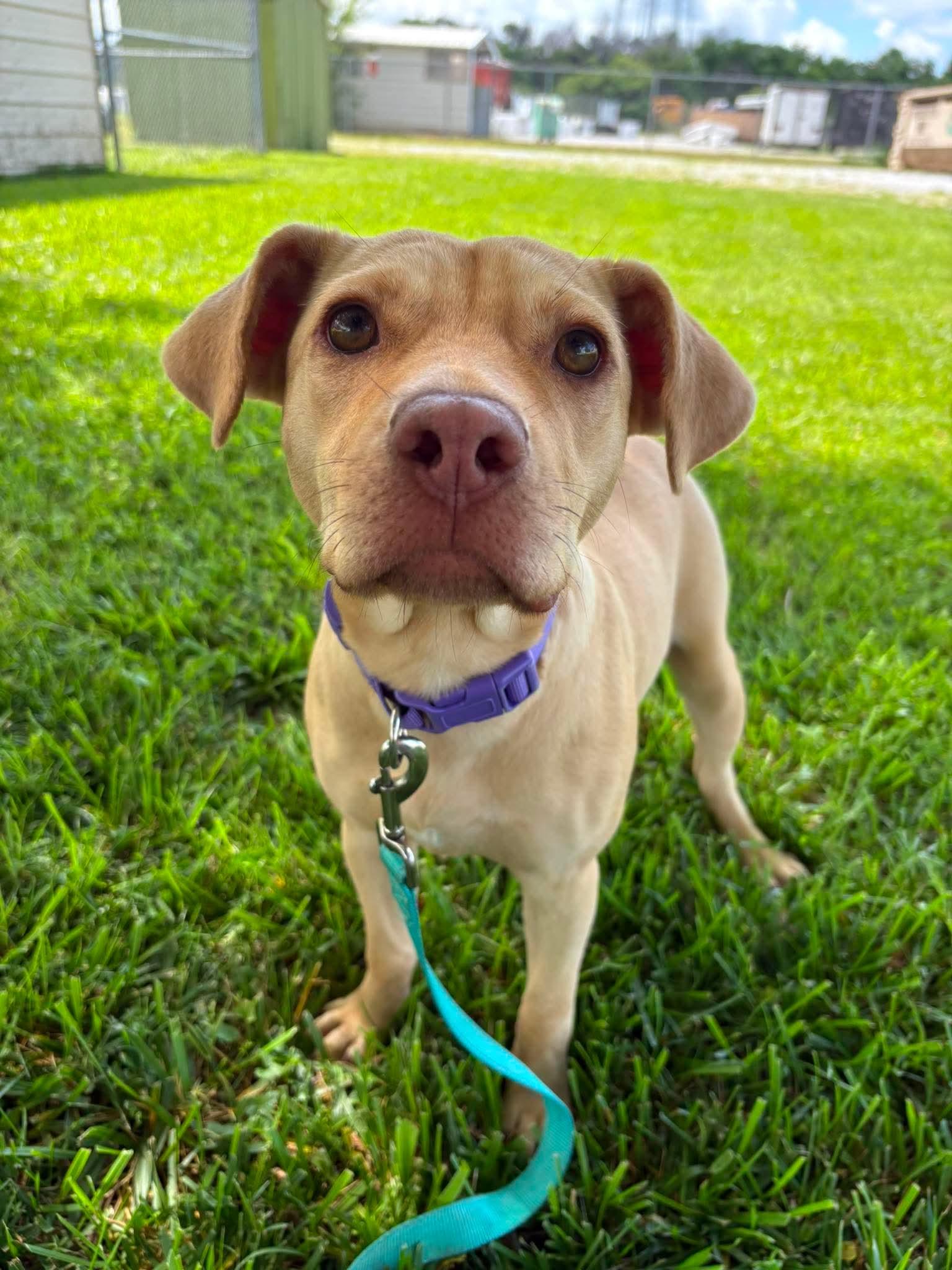 Nala, an adoptable mixed breed in Siloam Springs, AR image 2/6