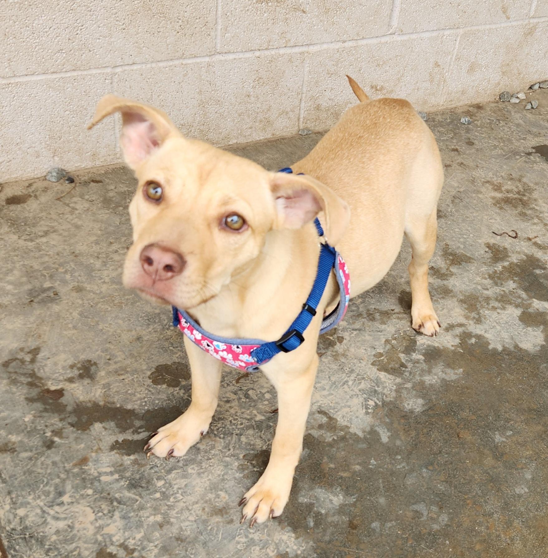 Enlarge Nala, a ADOPTABLE mixed breed in Siloam Springs, AR image 3/4