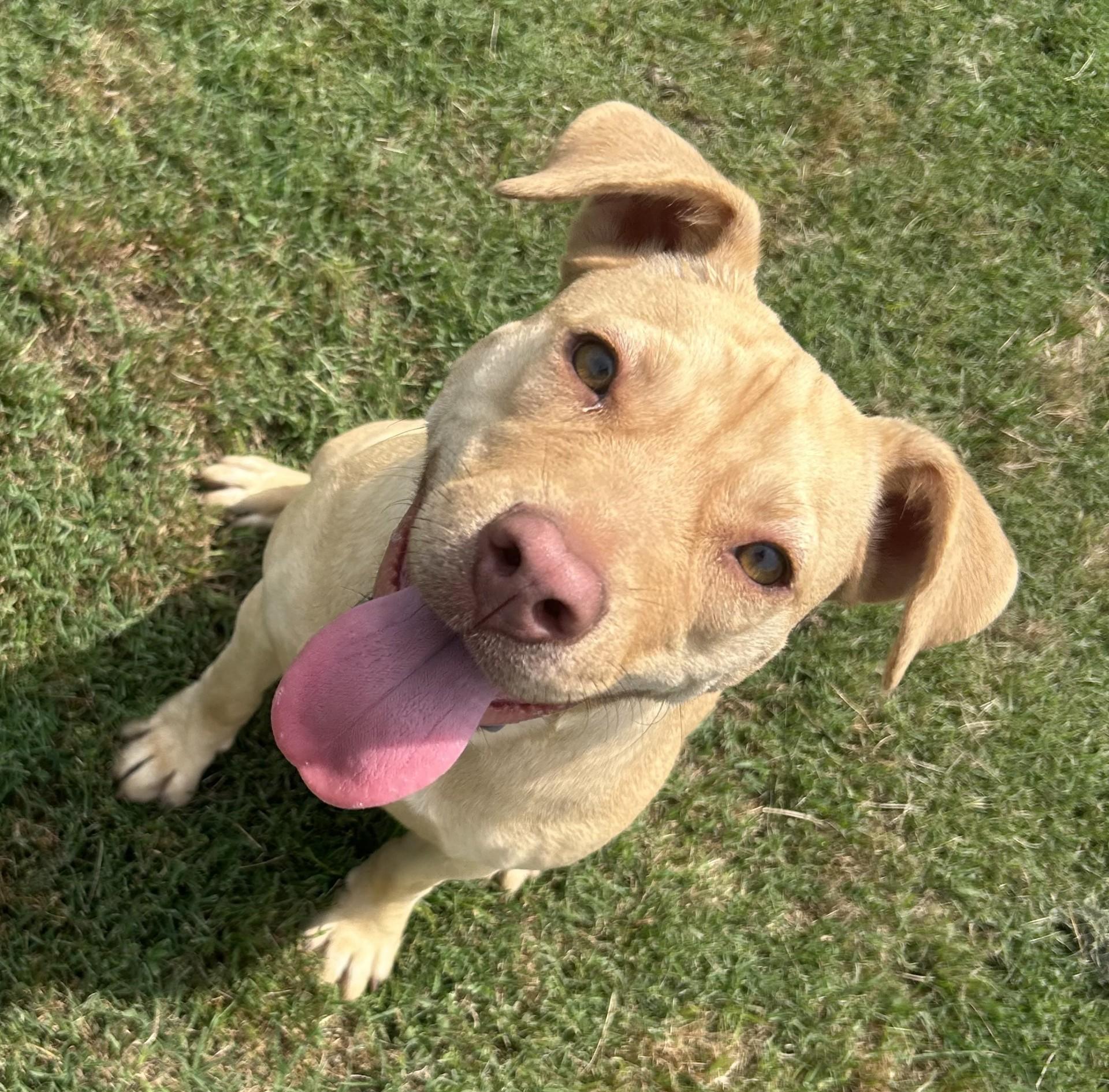 Nala, adoptable, Young Female Pit Bull Terrier & Labrador Retriever.