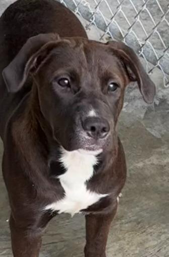 Enlarge Sally, a Adoptable Pit Bull Terrier in Swainsboro, GA image 1/2
