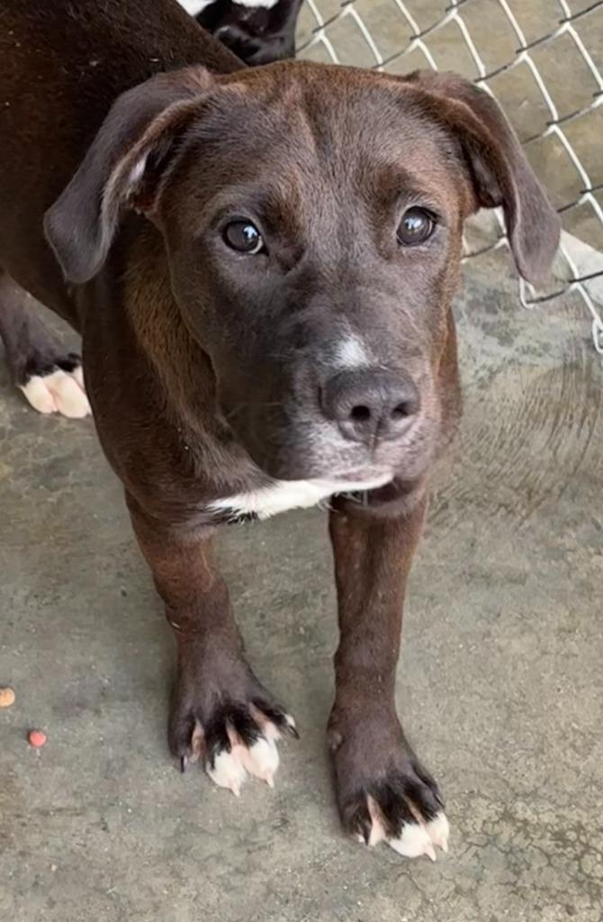 Enlarge Sally, a Adoptable Pit Bull Terrier in Swainsboro, GA image 2/2