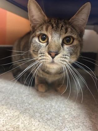 Enlarge Luna, an adopted Domestic Short Hair in Lafayette, IN image 1/1