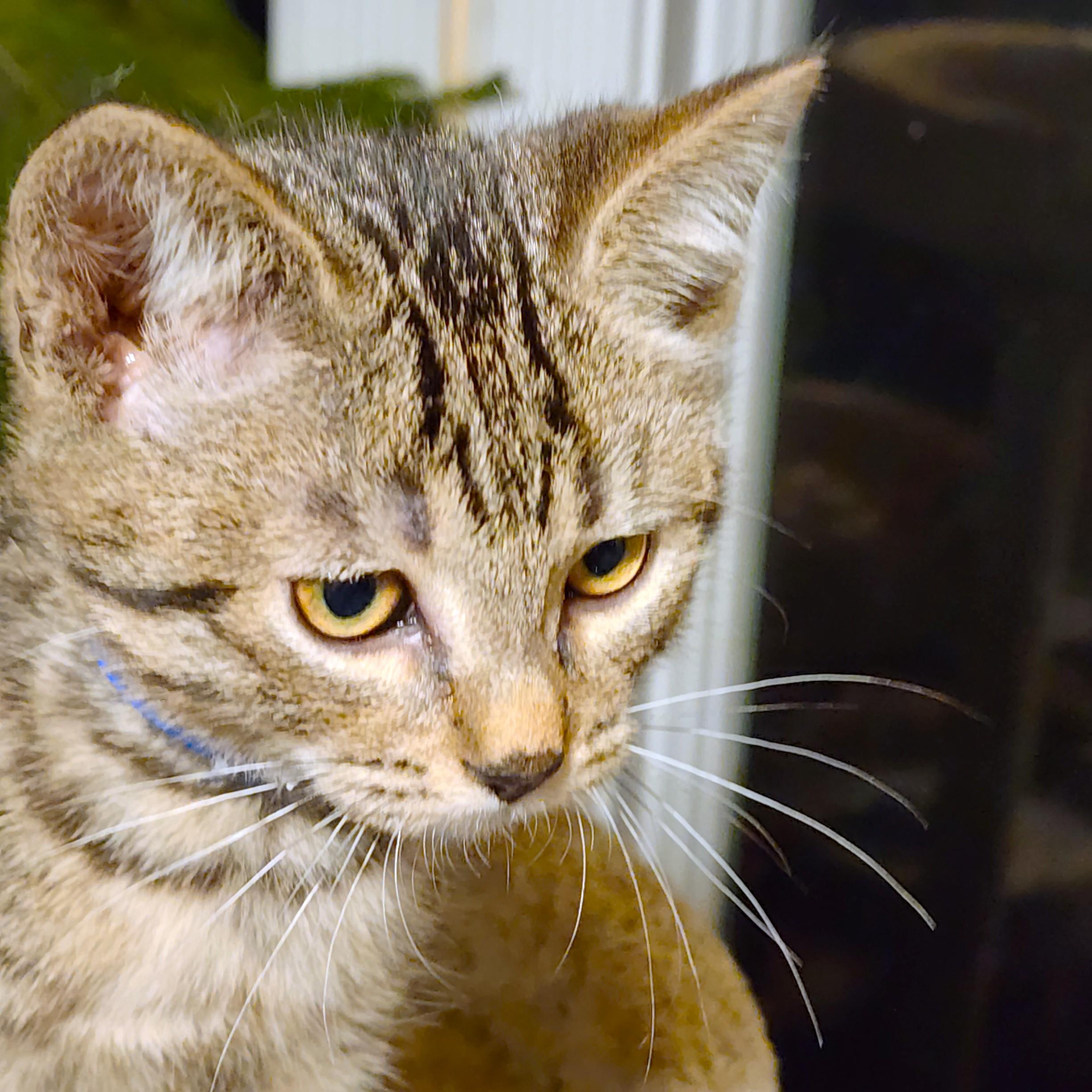 Ozzy  Rockin' Bengal! thumbnail 4