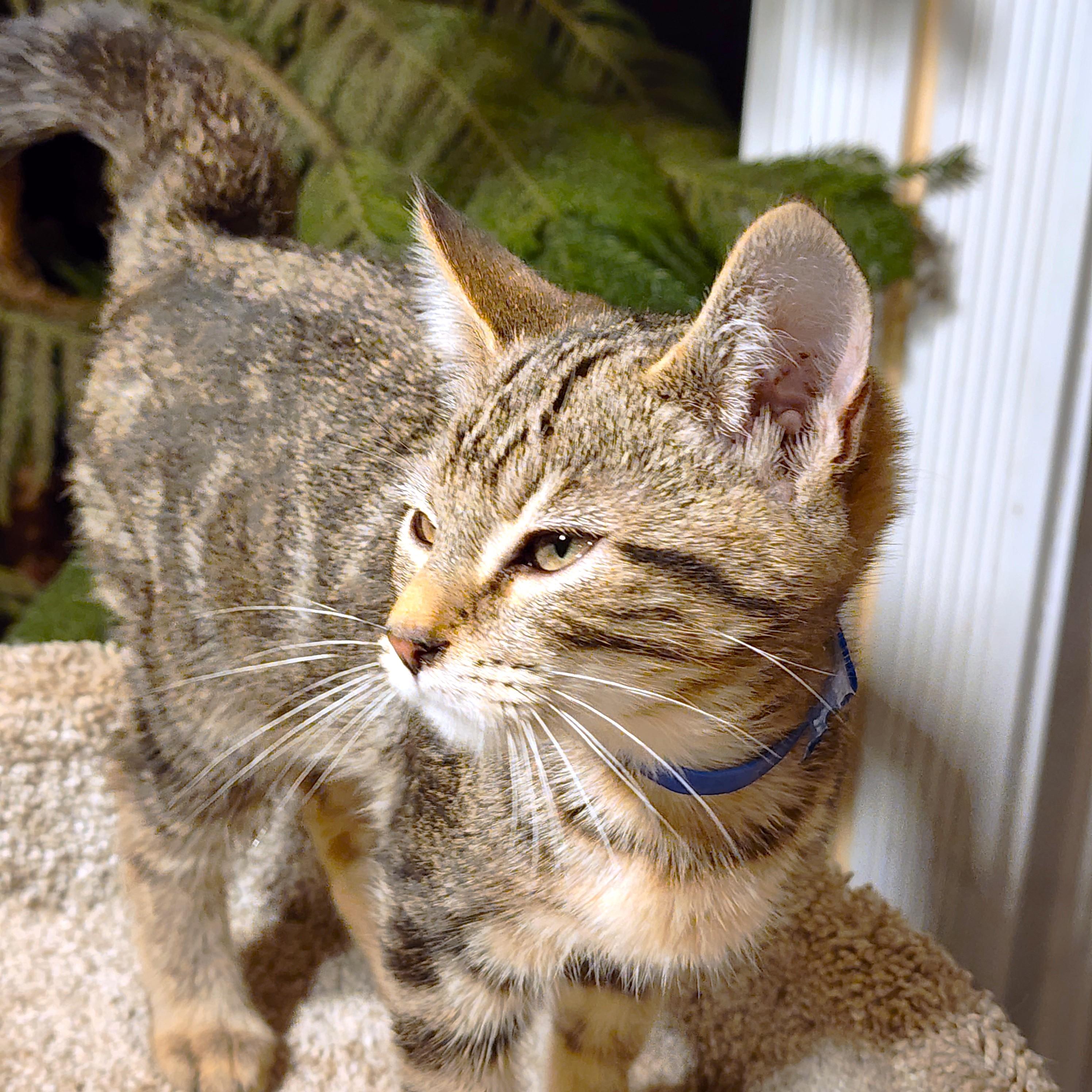 Ozzy  Rockin' Bengal! thumbnail 5