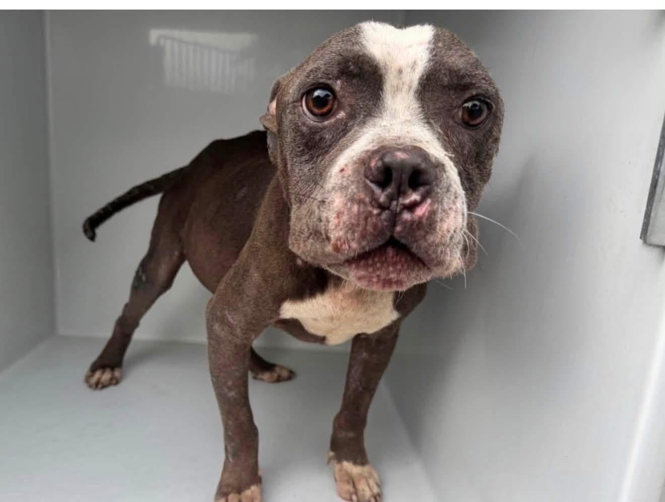 Enlarge Bruno Mars, a Adoptable American Bully in Meeker, OK image 6/6