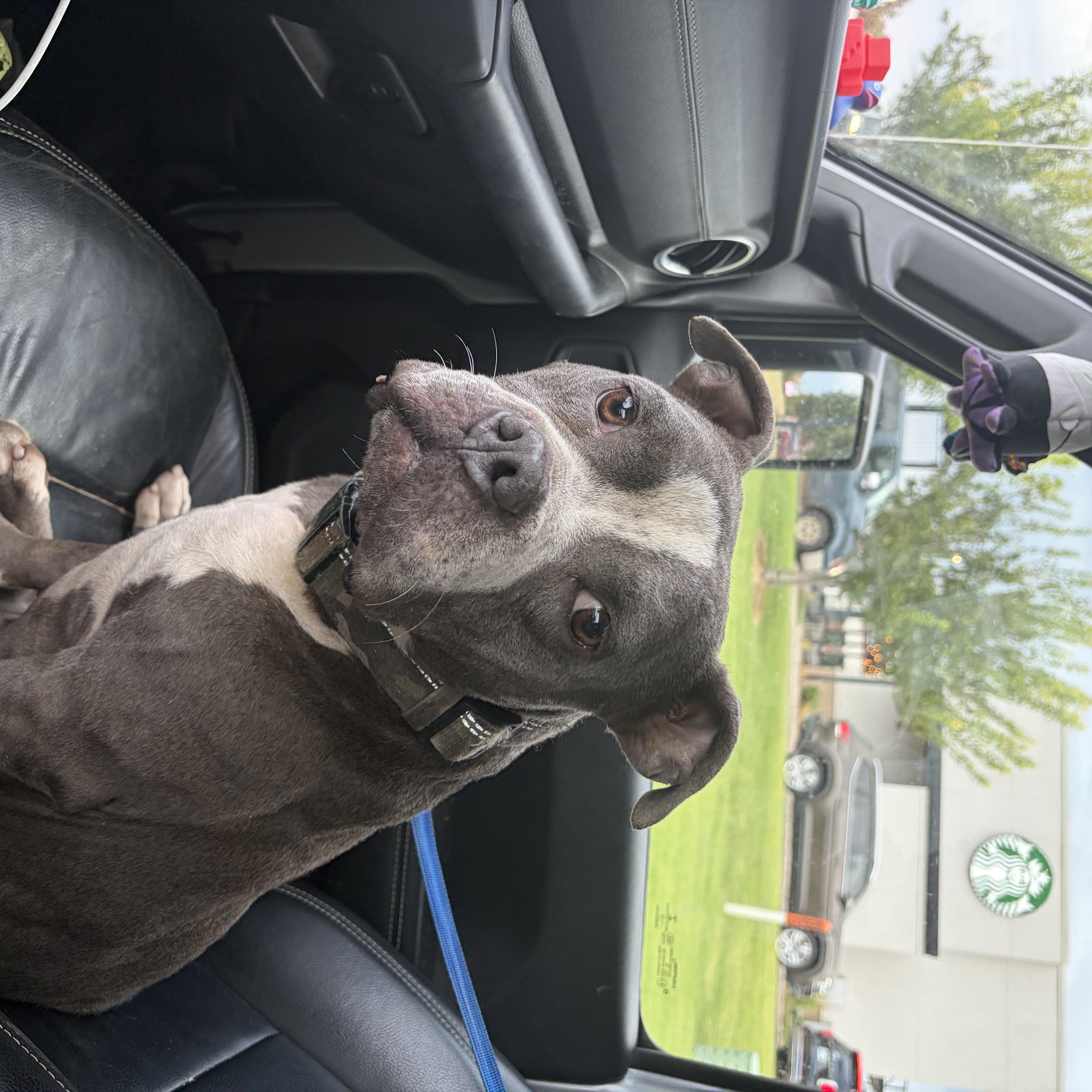 Enlarge Bruno Mars, a Adoptable American Bully in Meeker, OK image 3/6