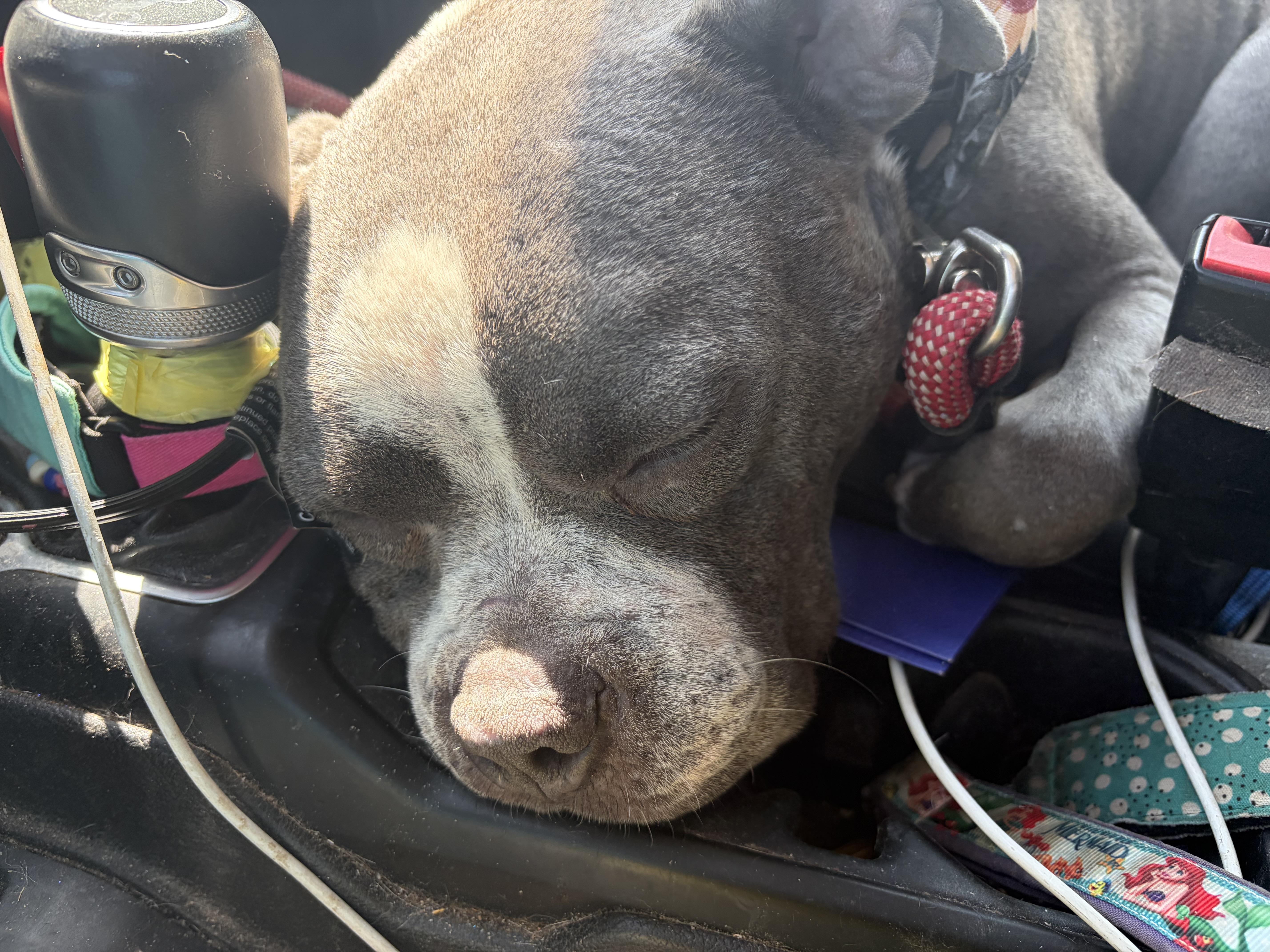 Enlarge Bruno Mars, a Adoptable American Bully in Meeker, OK image 4/6