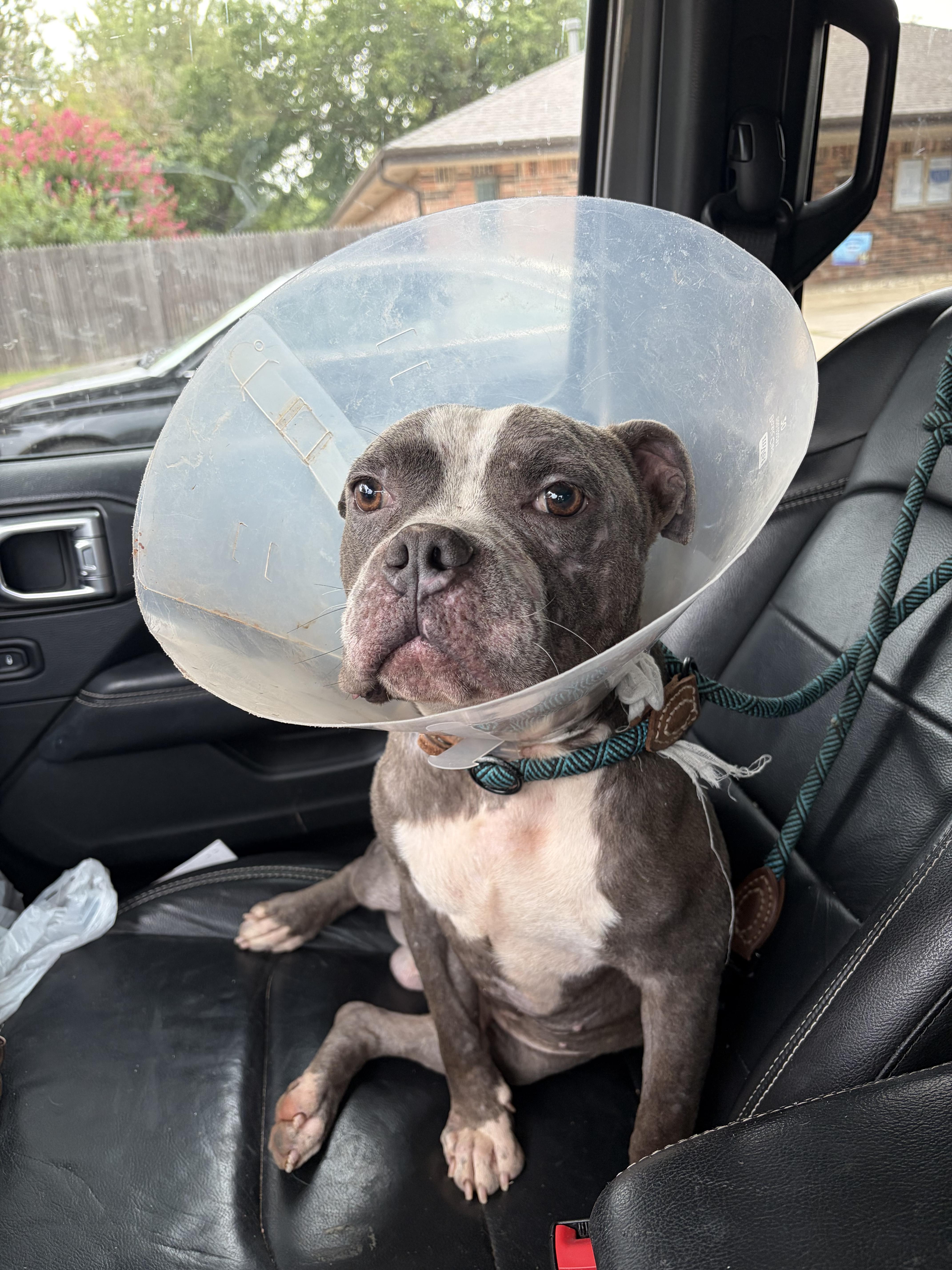 Enlarge Bruno Mars, a Adoptable American Bully in Meeker, OK image 1/6
