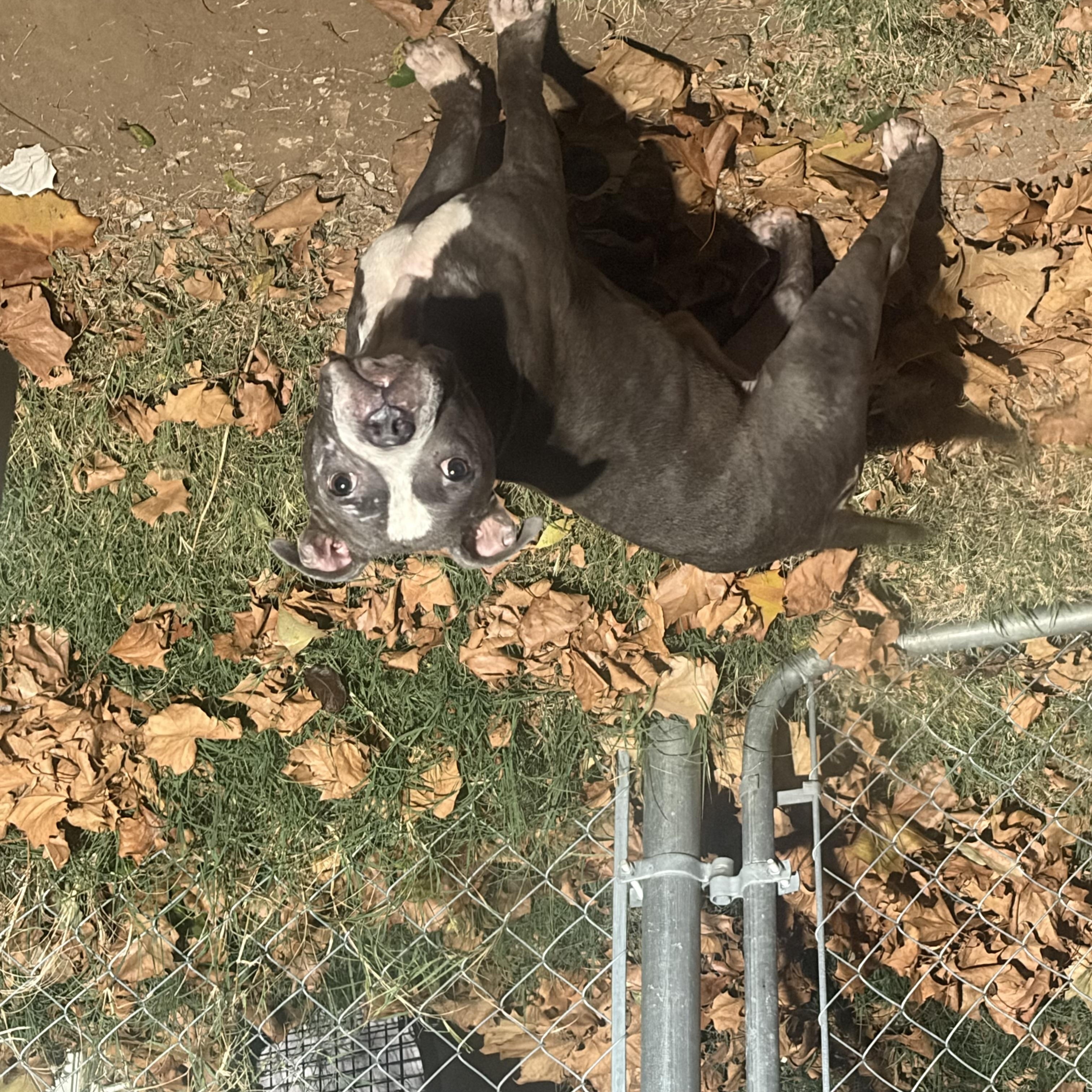 Enlarge Bruno Mars, a Adoptable American Bully in Meeker, OK image 5/6